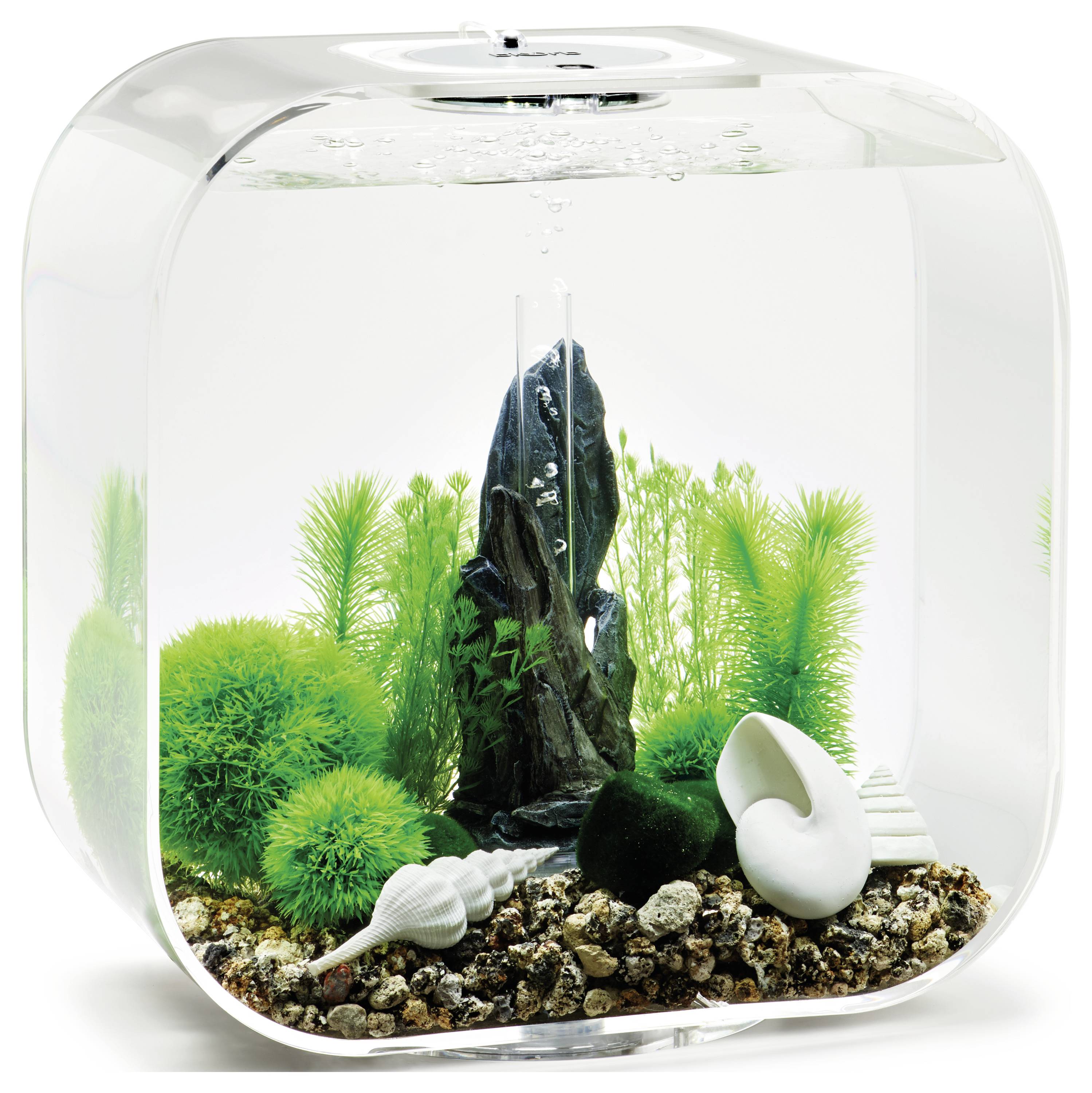 Un petit aquarium transparent avec des plantes vertes, des rochers et des coquillages décoratifs, créant un paysage sous-marin luxuriant.