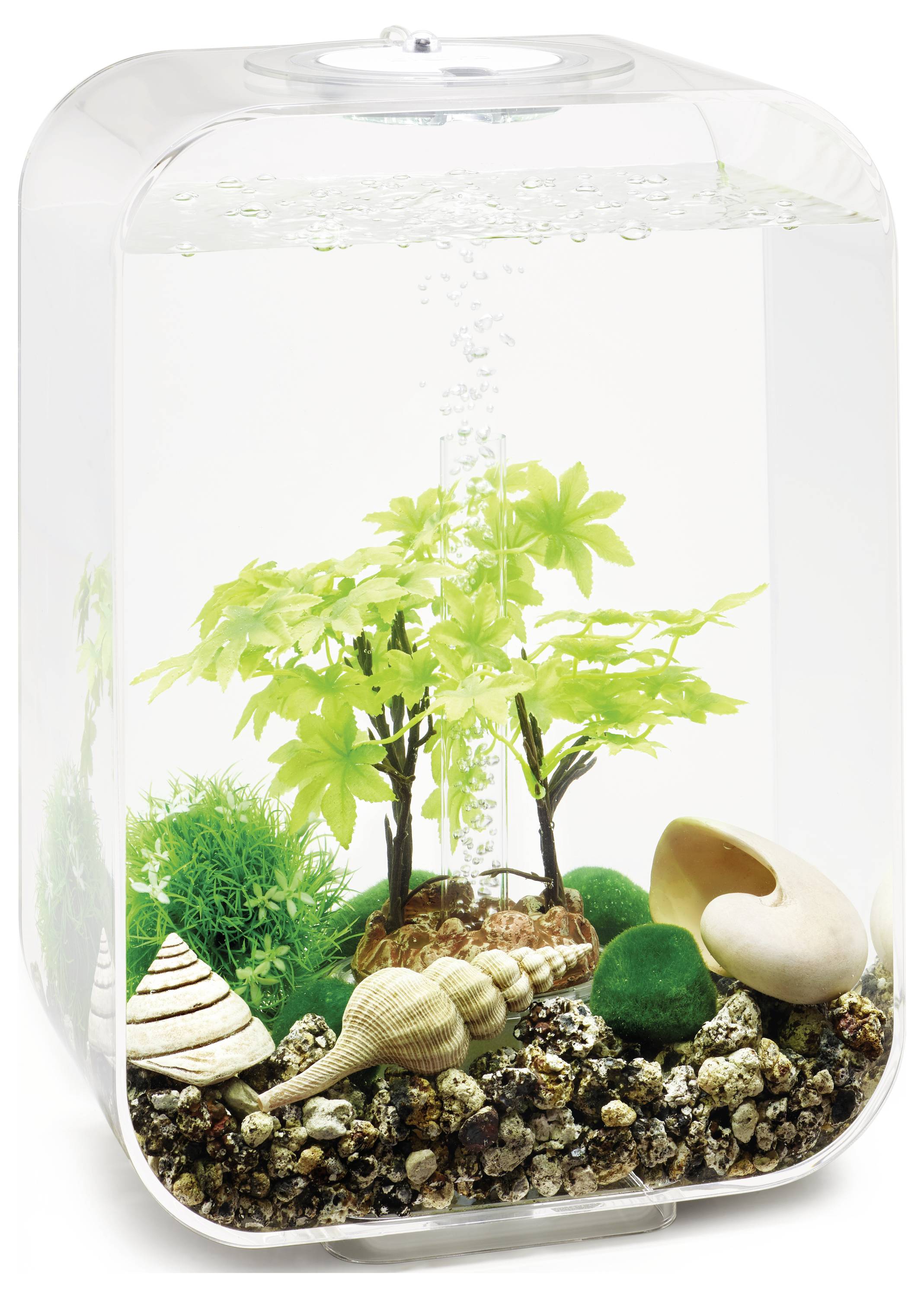 Petit aquarium avec des plantes artificielles et divers coquillages sur le fond de gravier.