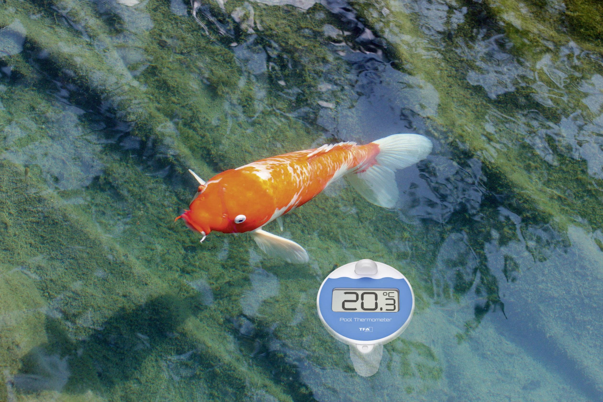 Un poisson koï nage dans une eau claire. À côté de lui, un thermomètre numérique affiche une température de l'eau de 20,3 degrés Celsius.