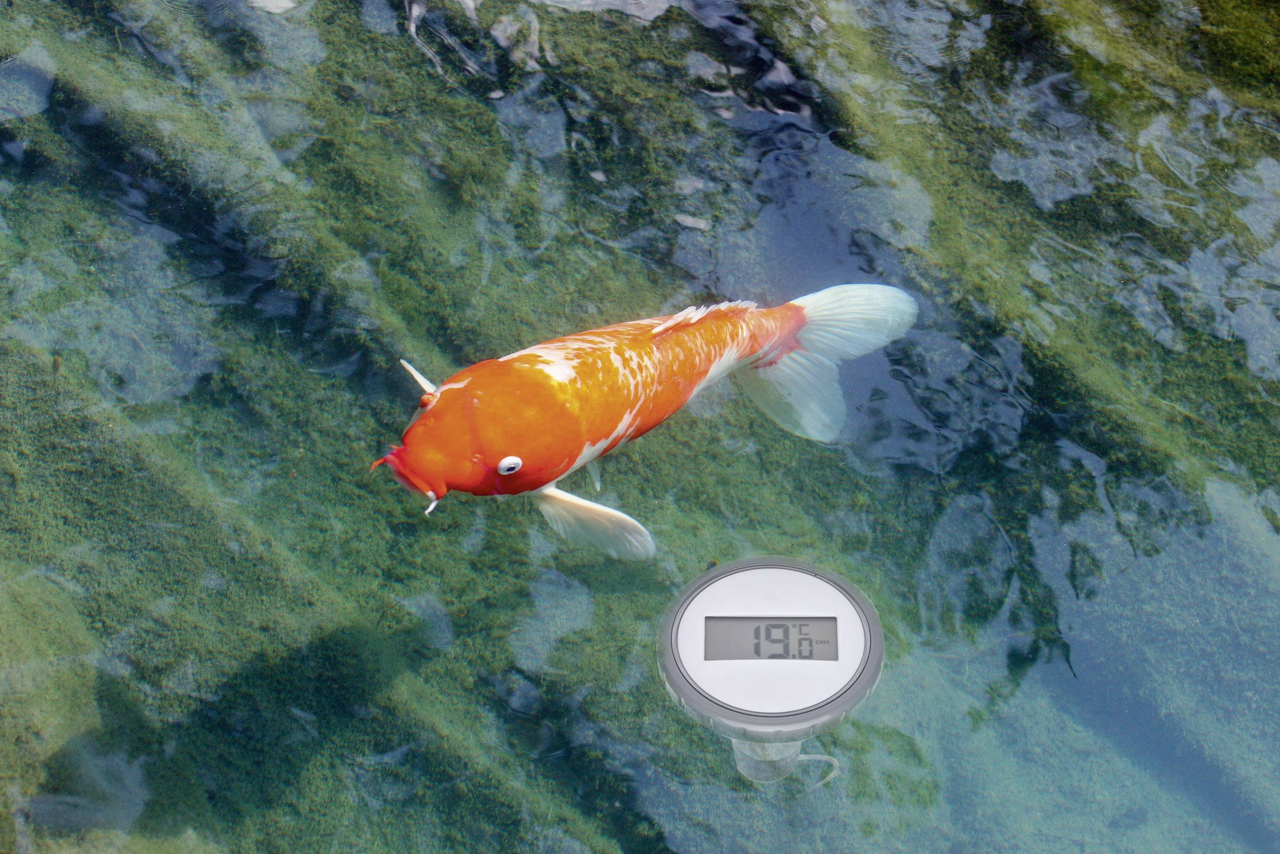 Un koi orange et blanc nage dans une eau claire. En dessous de lui, un thermomètre numérique affiche '19,6°C'.