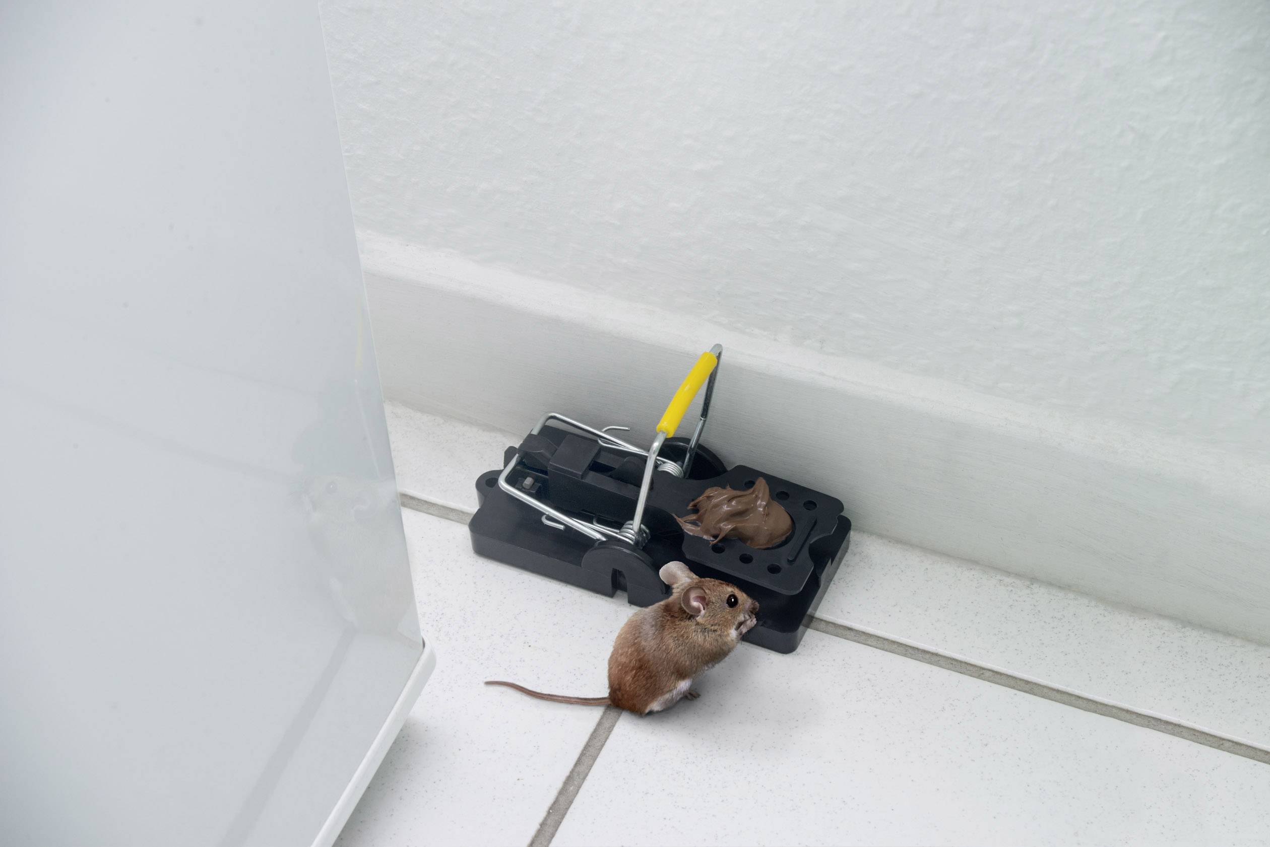 Piège à souris Gardigo mouse-trap Type de fonctions attractif 2 pc(s)