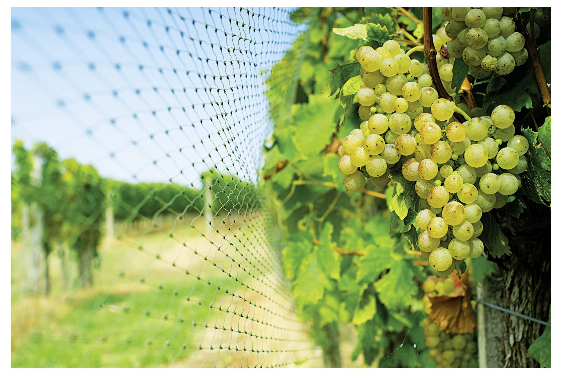 Filet anti-oiseaux Swissinno Natural-Control netting 4x10m Type de fonctions effet dissuasif 1 pc(s)