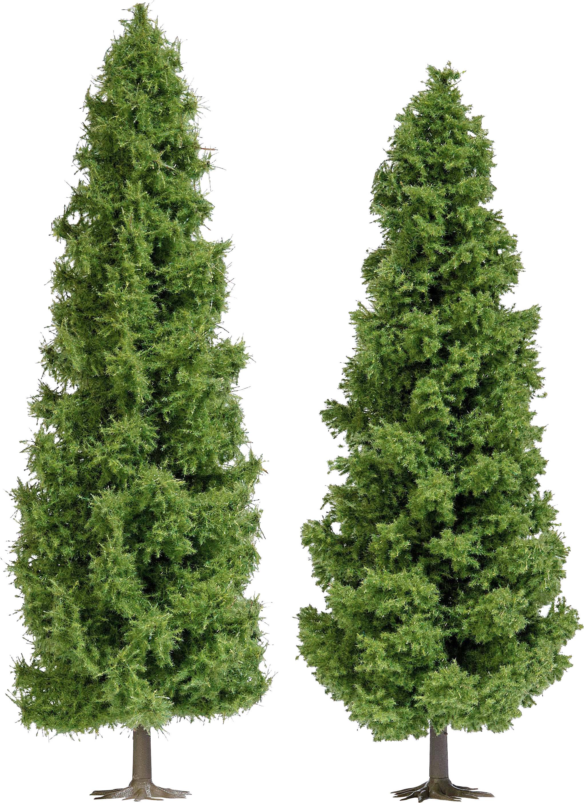Deux sapins verts et élancés côte à côte sur un fond blanc.
