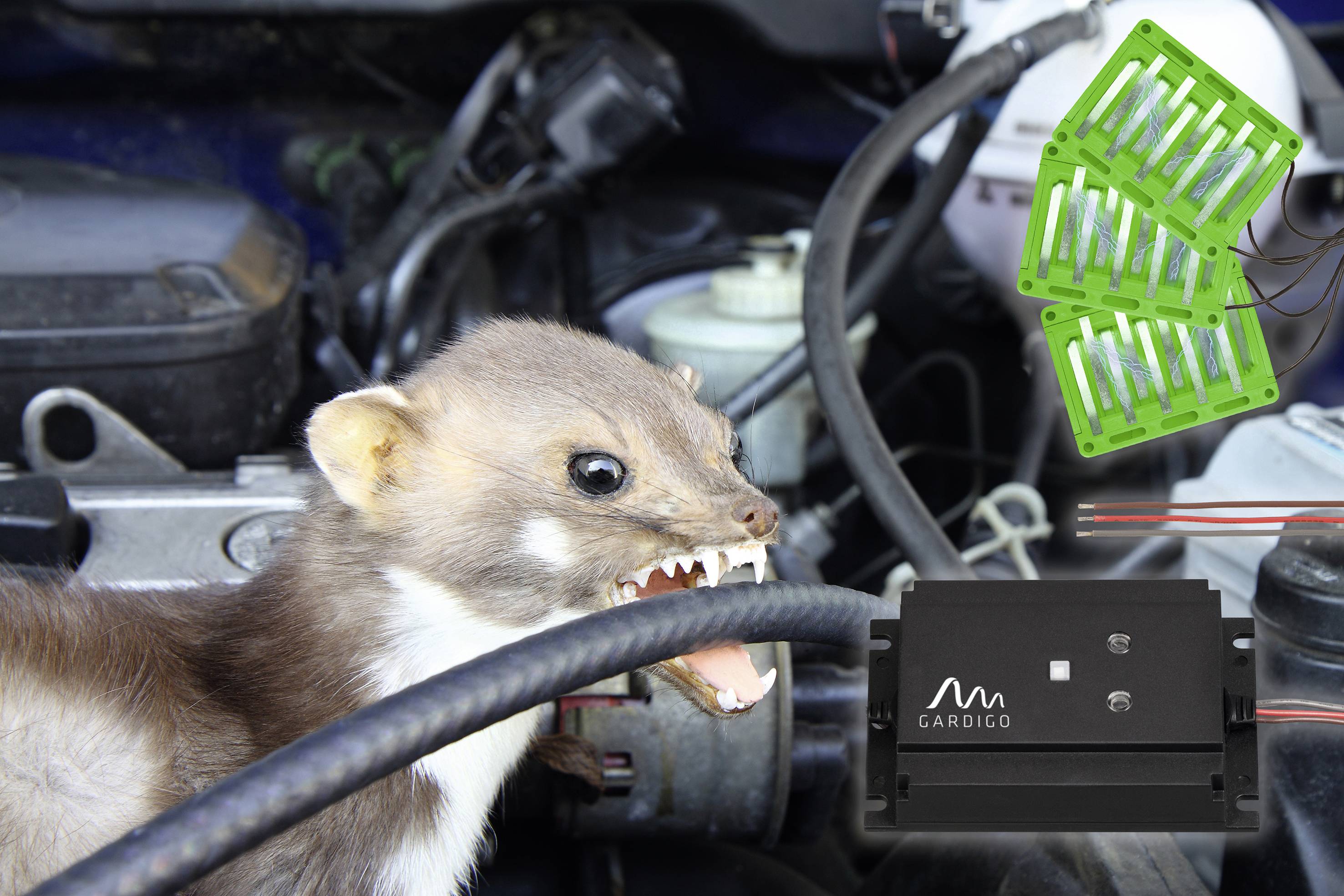 Un martinet mord un câble électrique dans le compartiment moteur. Au premier plan, on peut voir des dispositifs électroniques répulsifs pour martres.
