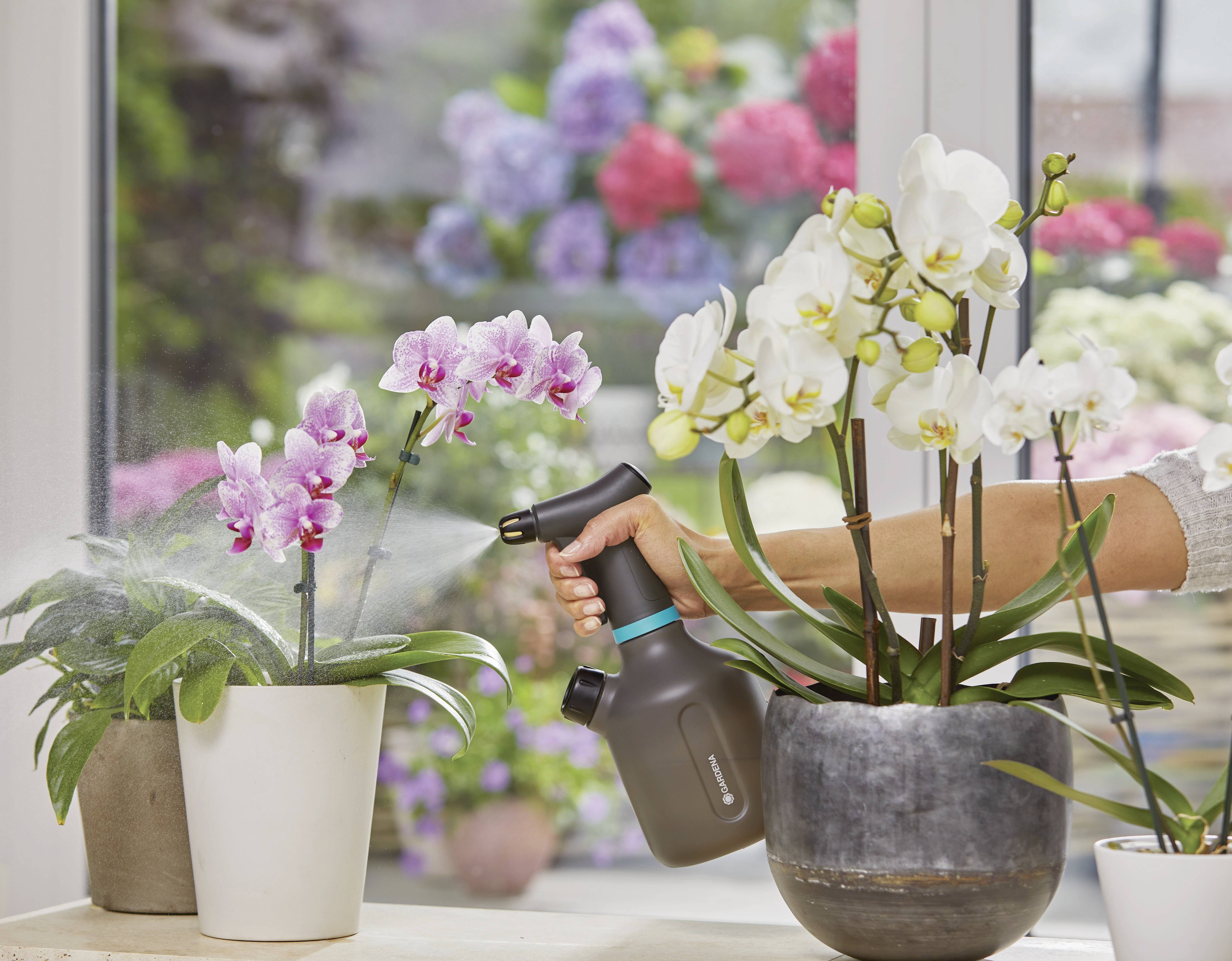 Une personne vaporise deux orchidées en pot devant une fenêtre avec des fleurs colorées en arrière-plan.