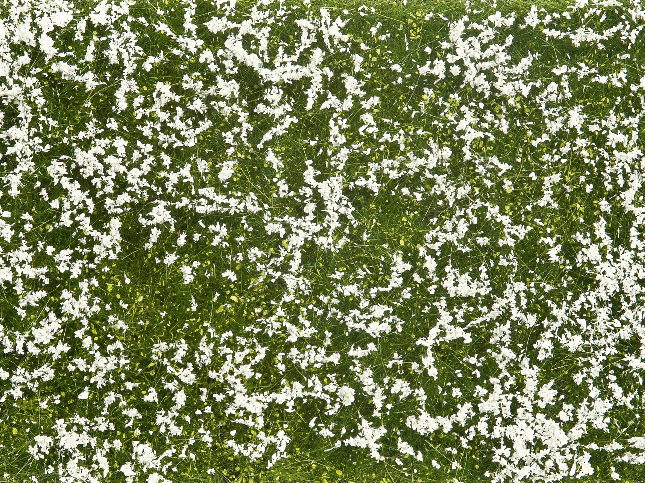 Une pelouse verte parsemée de petites fleurs blanches, réparties sur toute la surface, qui représente un jardin printanier en fleurs.