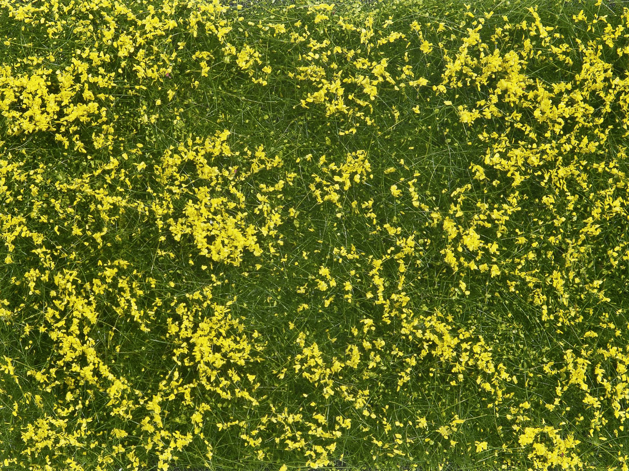Des fleurs jaunes sont dispersées sur une surface d'herbe verte, créant ainsi un aspect contrasté et vivant.