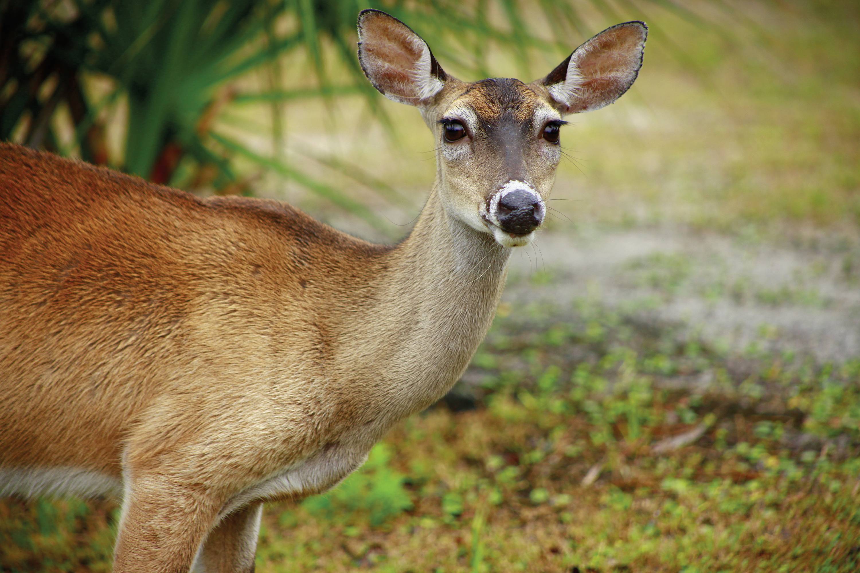 Une vache biche brune se tient dans une zone herbeuse et regarde l'objectif. Des plantes floues sont visibles en arrière-plan.