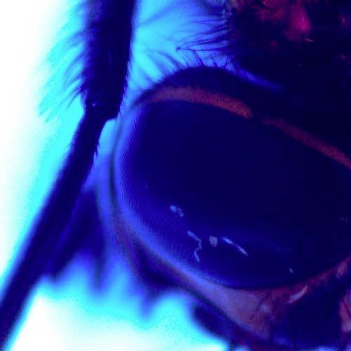 Gros plan d'un insecte sous lumière bleue. Vue nette de l'œil révélant des détails remarquables et des contrastes saisissants.