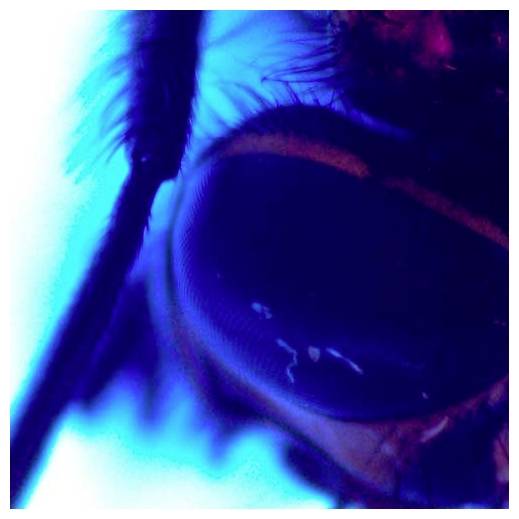 Gros plan extrême d'une personne portant des lunettes de soleil foncées sous un éclairage au néon bleu et violet.