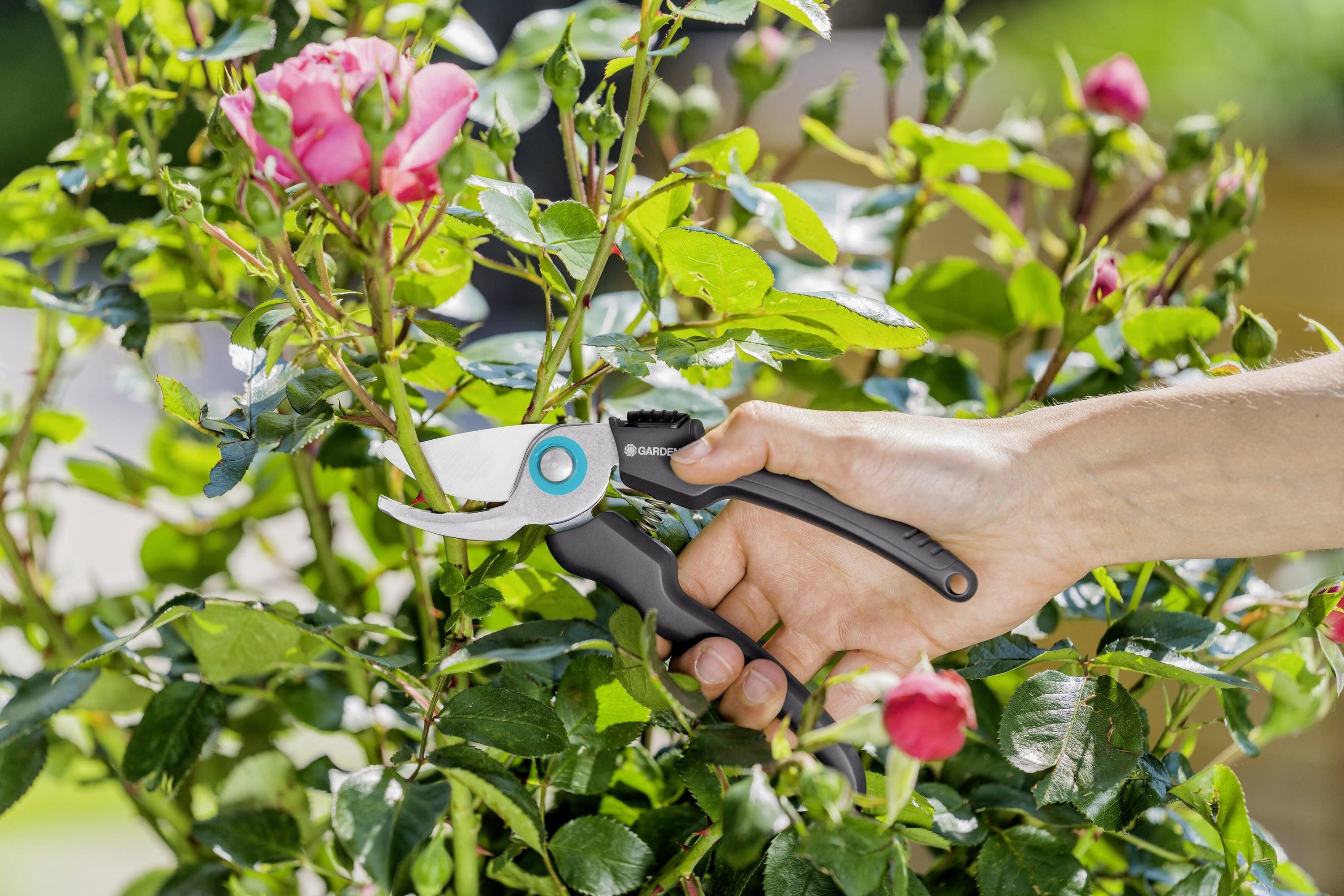 Une main coupe une rose sur un buisson à l'aide d'un sécateur. La rose est partiellement ouverte et de couleur rose.
