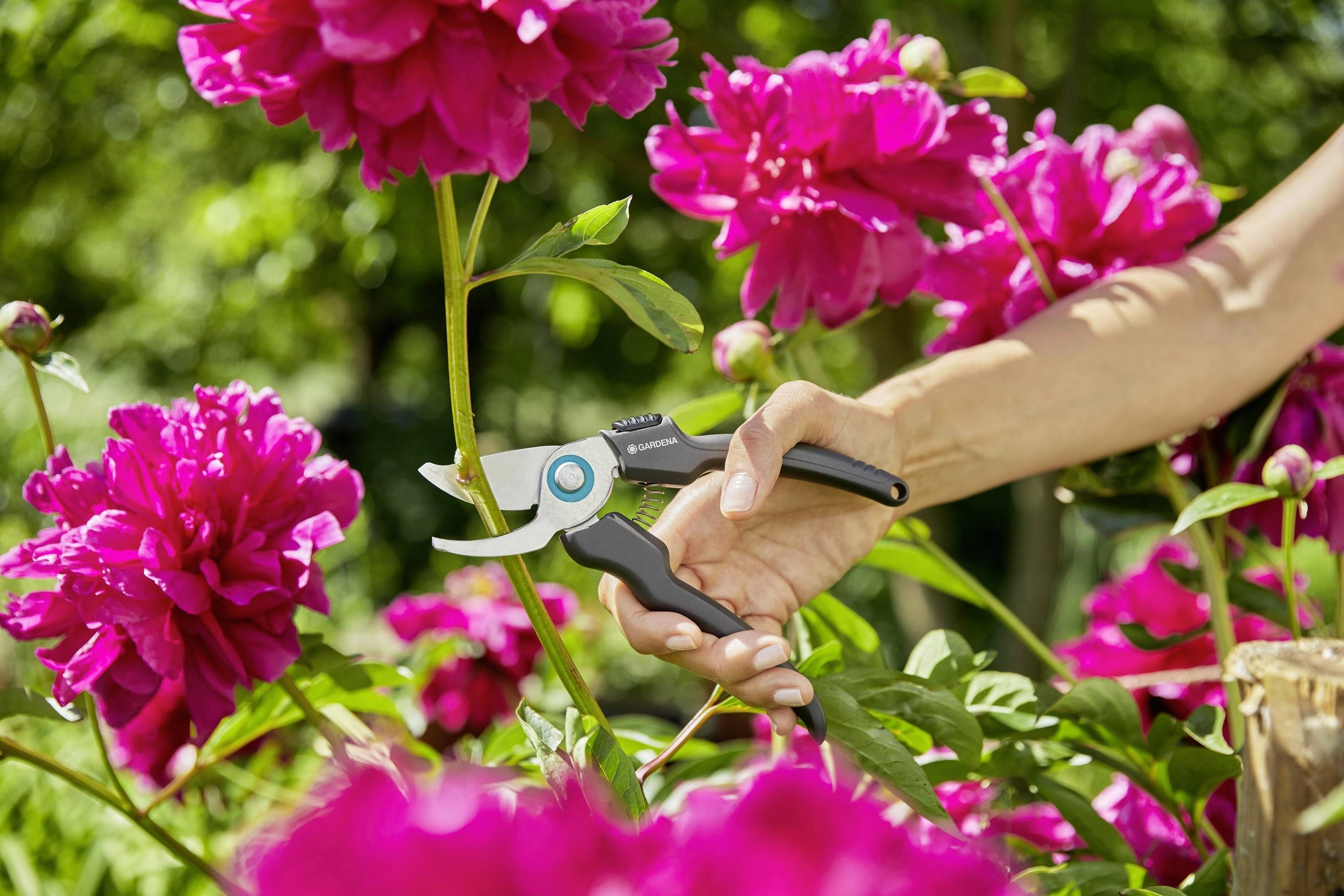 Une main coupe une pivoine rose avec un sécateur. Entourée de feuilles vertes et d'autres pivoines en fleur.