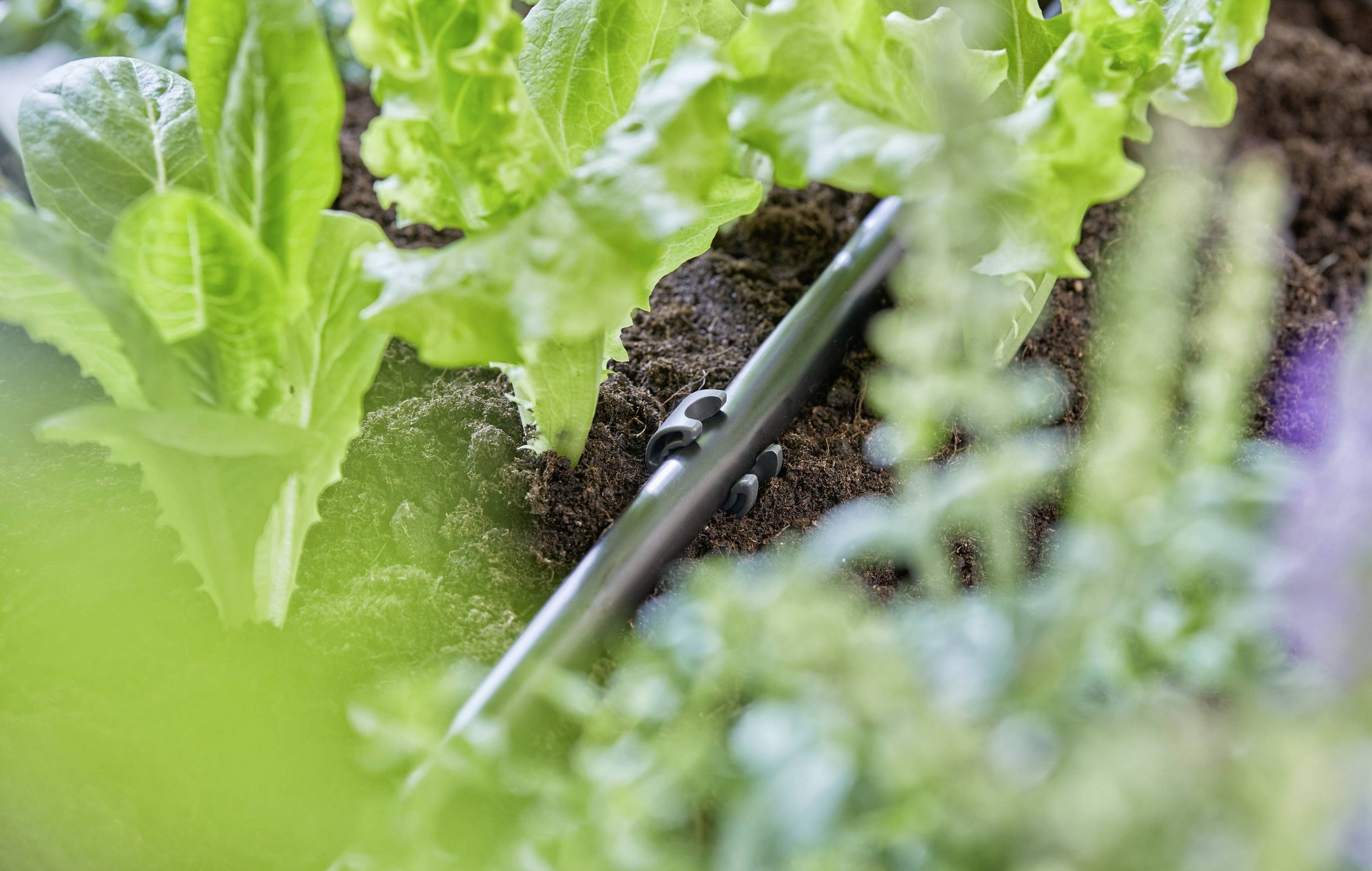 Plants de laitue dans un lit de jardin avec un système d'irrigation goutte à goutte visible, illustrant des pratiques agricoles durables.