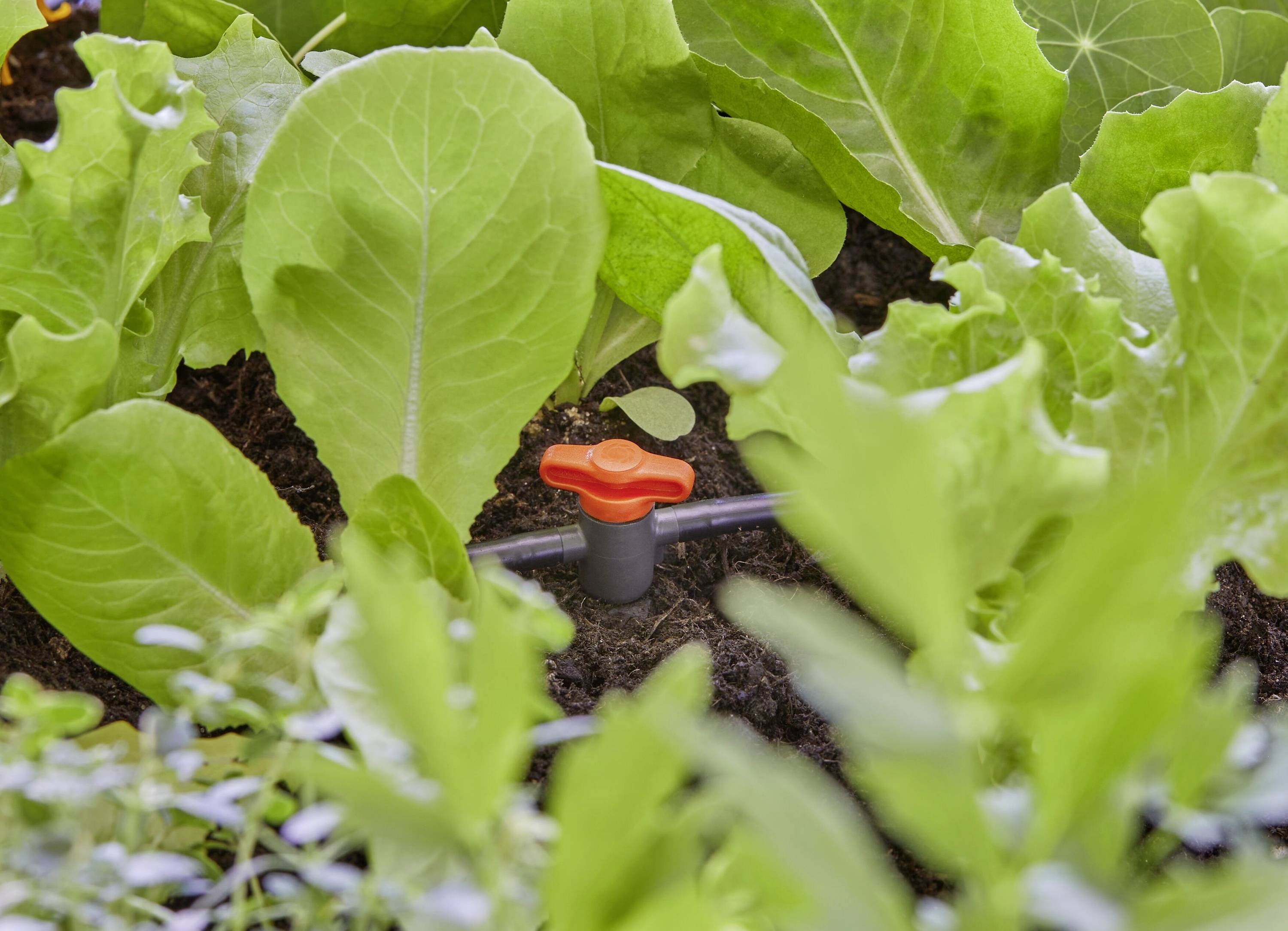 Un jardin potager avec de la laitue verte et un système d'irrigation. Une goutte orange est visible dans le sol.