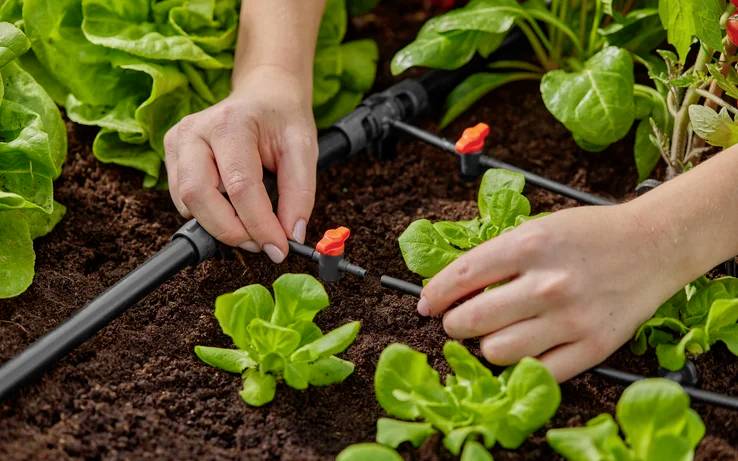 Une personne règle un système d'irrigation goutte à goutte dans un potager, entourée de plants de laitue verts sur un sol sombre et humide.