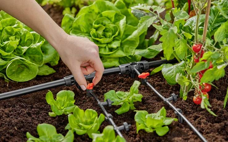 Une main ajuste un système d'irrigation goutte à goutte dans un jardin potager avec des laitues vertes luxuriantes et de petites tomates rouges, suggérant un entretien soigné.