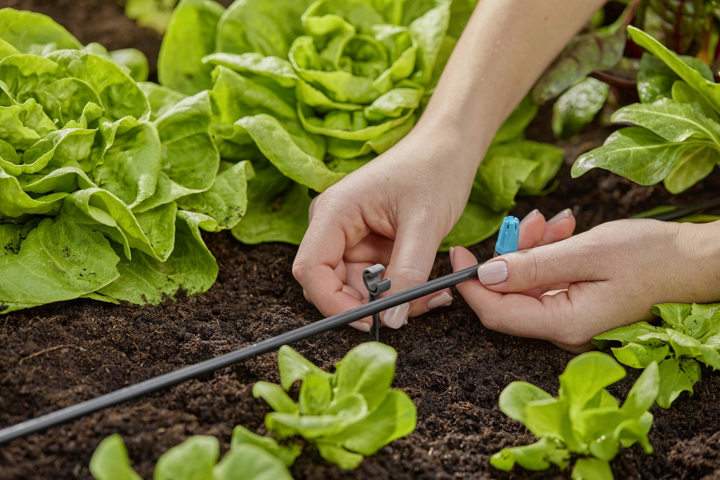 Une personne installe un système d'irrigation goutte à goutte dans un potager avec de la laitue fraîche.