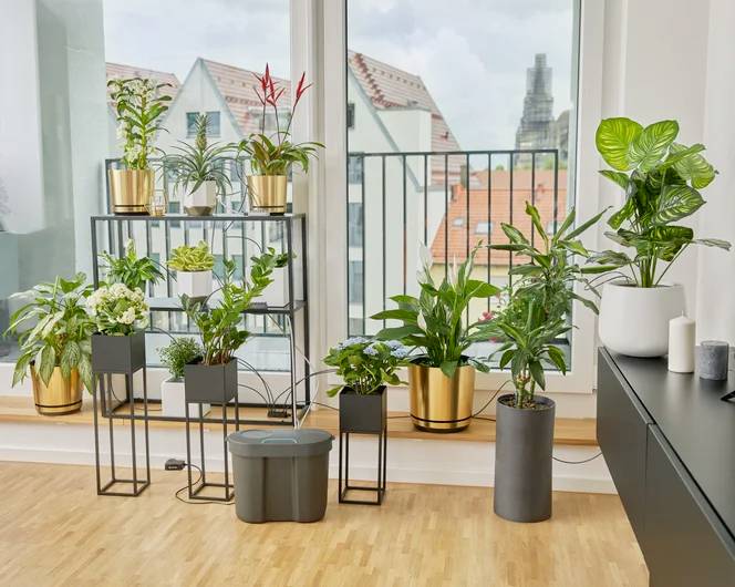 Plantes d'intérieur dans différents pots, disposées sur un support et au sol, près d'une grande fenêtre donnant sur des immeubles. Intérieur lumineux et moderne.