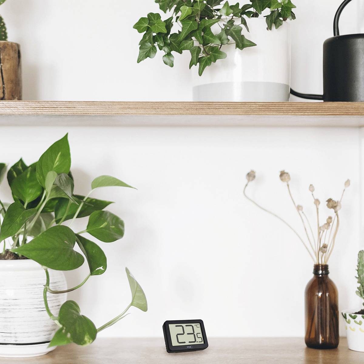 Plusieurs plantes sont disposées sur une table en bois ; un thermomètre numérique indique 23,5°C.