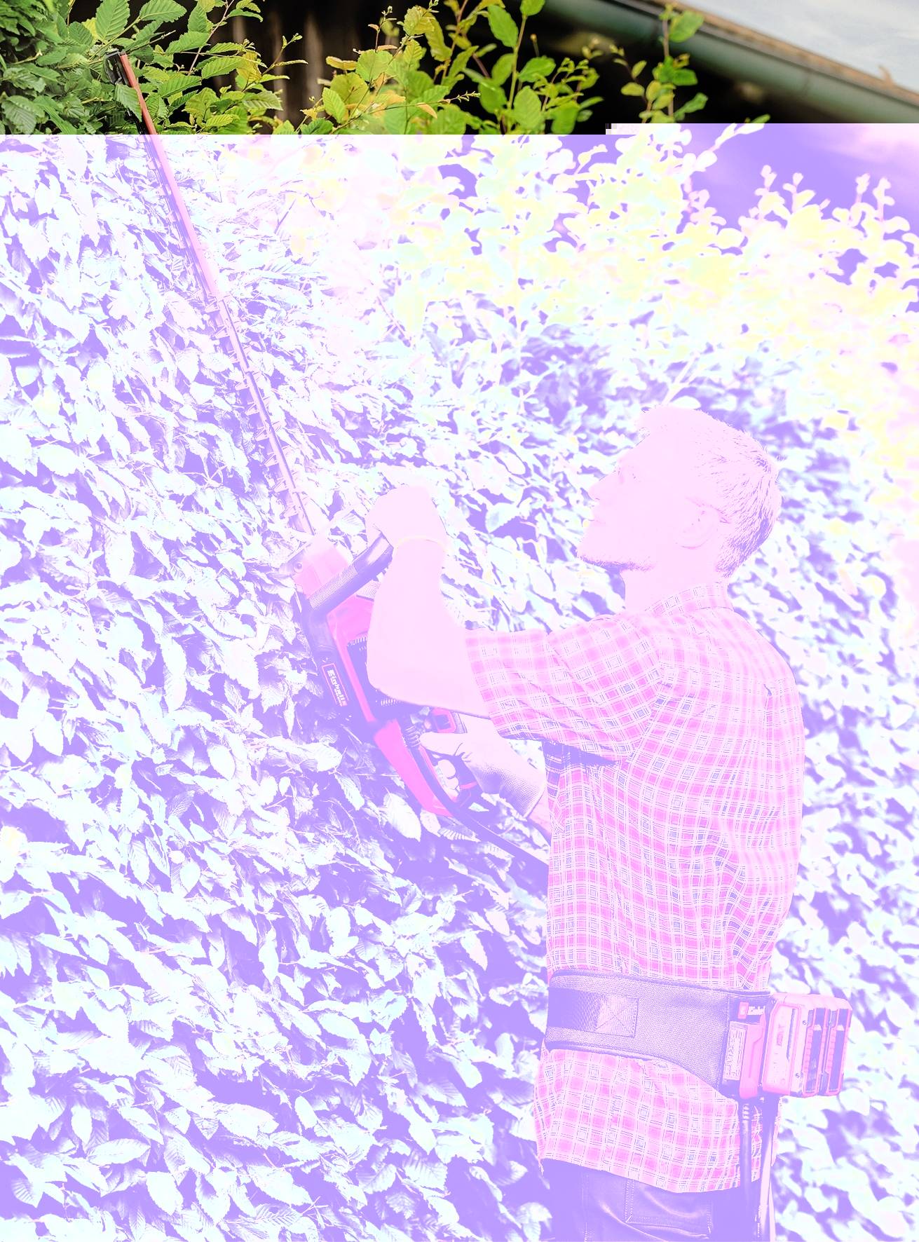 Un homme en chemise et jeans taille une haute haie verte avec un taille-haie. En arrière-plan, on aperçoit des plantes et une clôture.