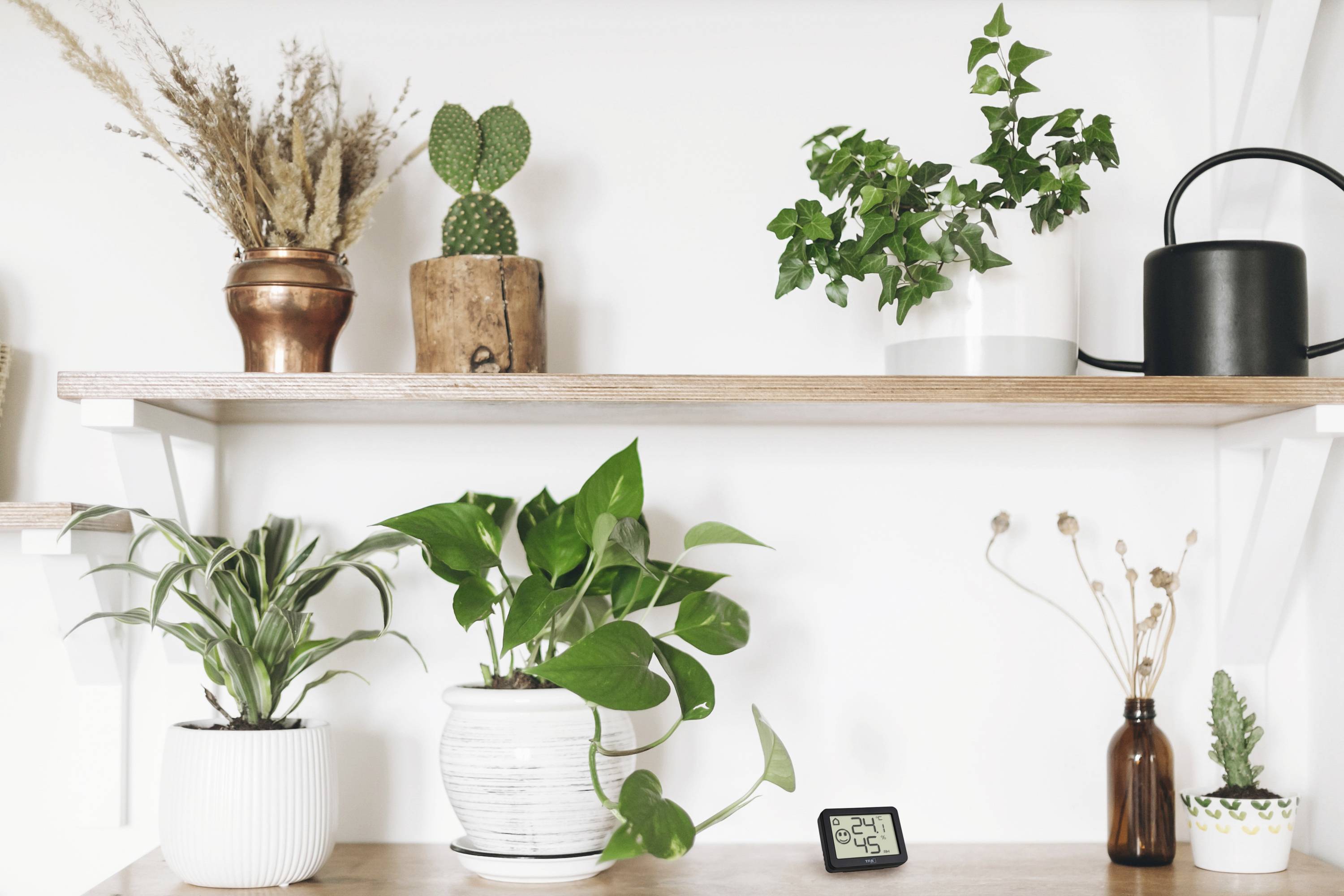 Une étagère avec différentes plantes d'intérieur, dont des cactus et du lierre, à côté d'un arrosoir noir et d'une petite horloge numérique.