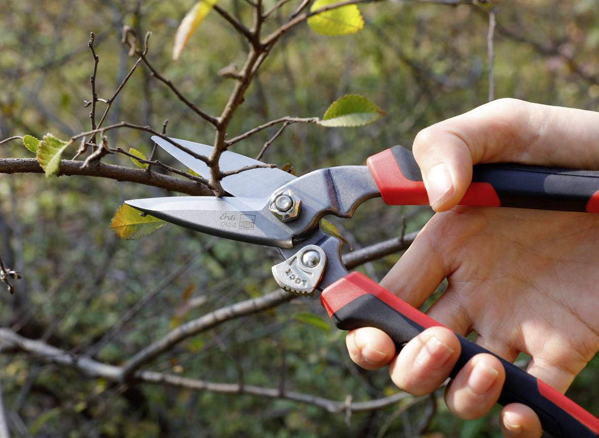 Une main coupe une branche avec un sécateur. L'arrière-plan montre des feuilles et des branches floues dans un environnement automnal.