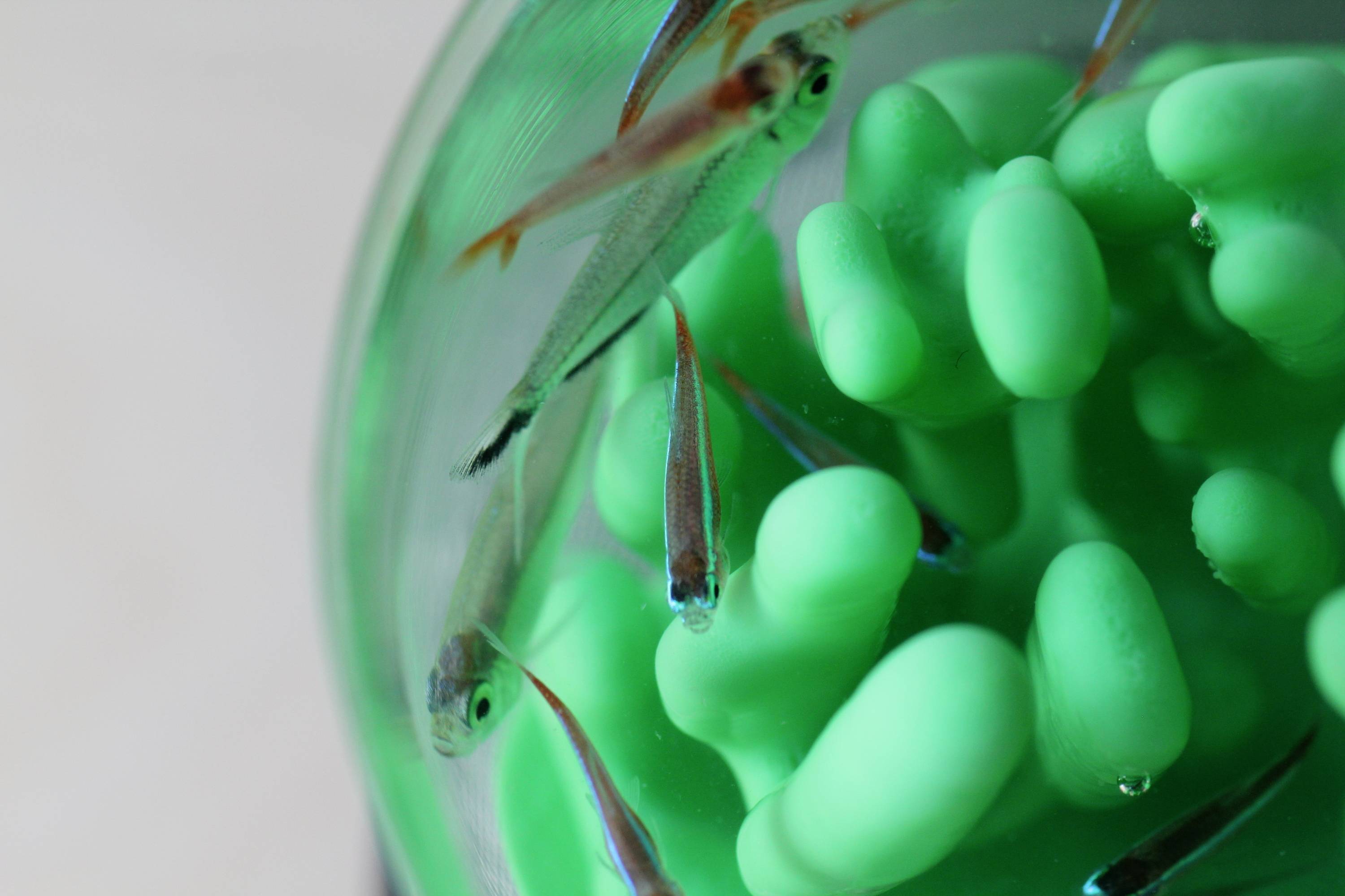 Des poissons nagent dans un aquarium décoré de verdure. Les poissons sont petits et argentés, l'eau paraît limpide et calme.