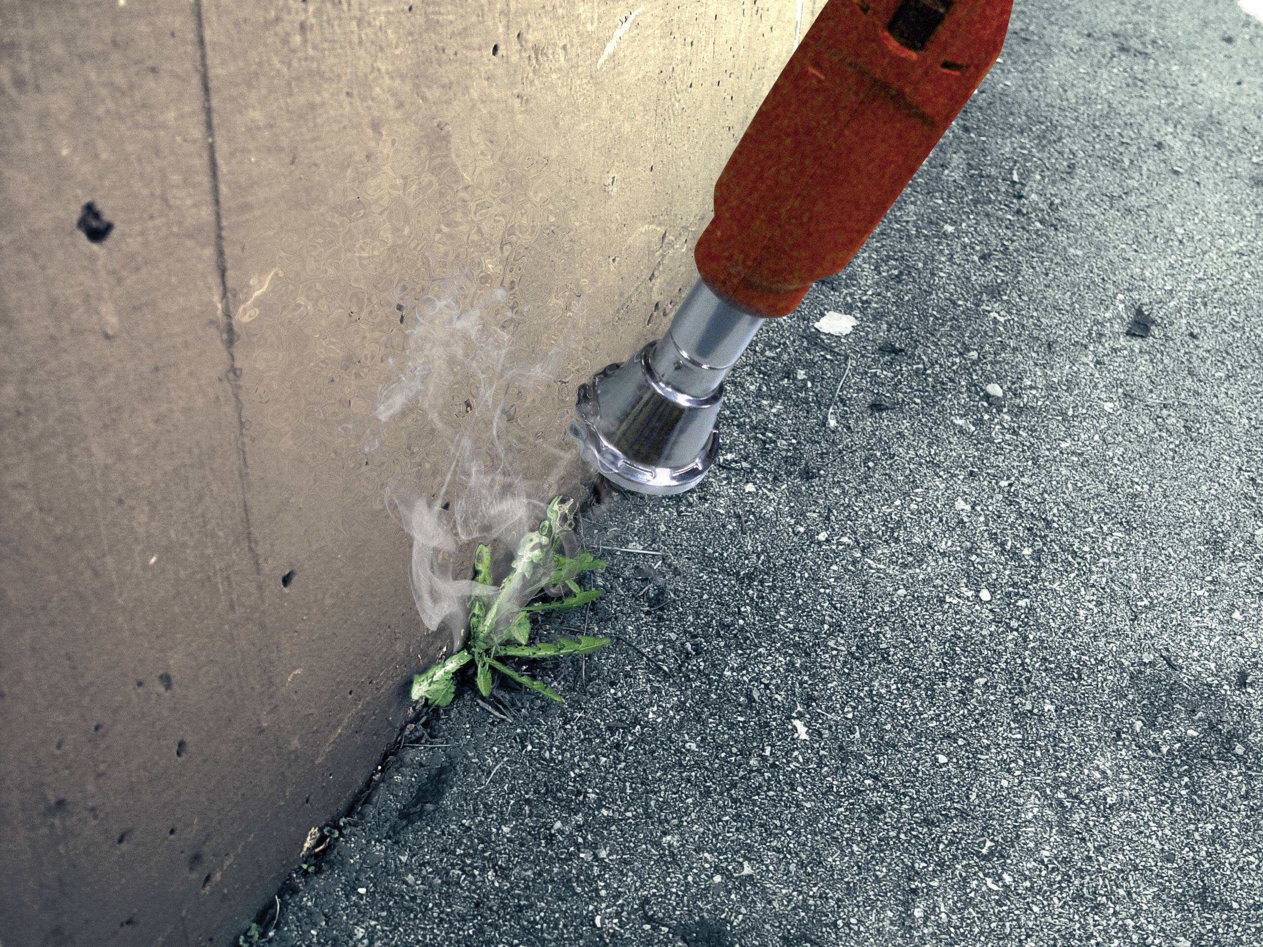 Un tuyau de pompier projette de l'eau sur une plante en feu au bord de la route pour éteindre l'incendie.