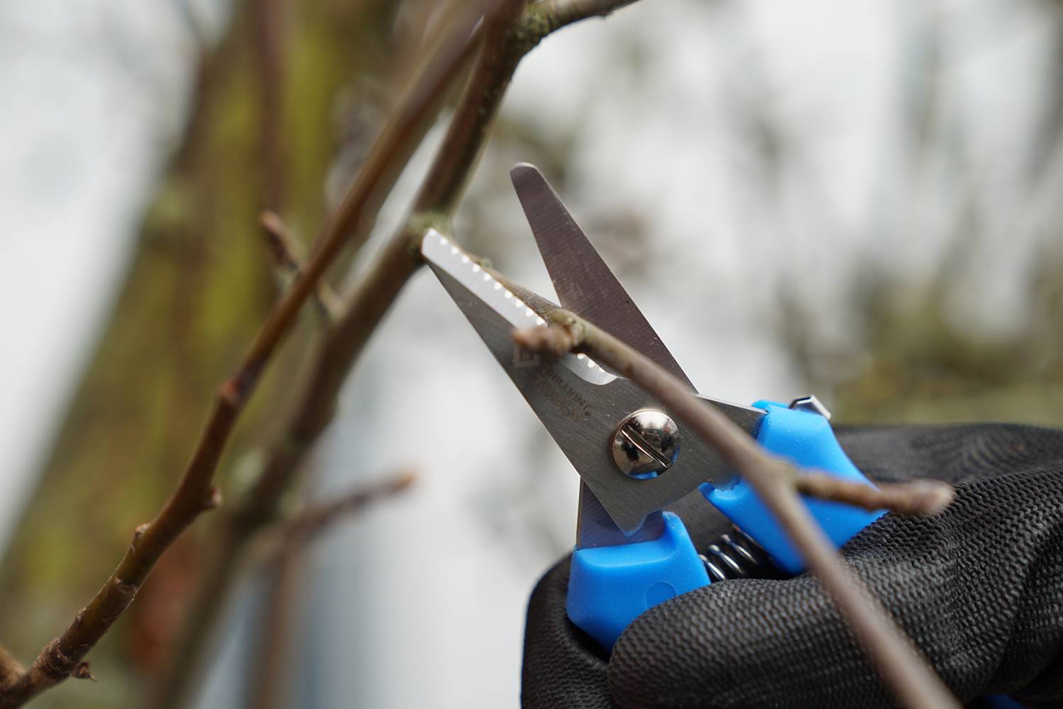 Une main coupe des branches avec un sécateur bleu, montrant la taille d'un arbre avec un gros plan net des outils.