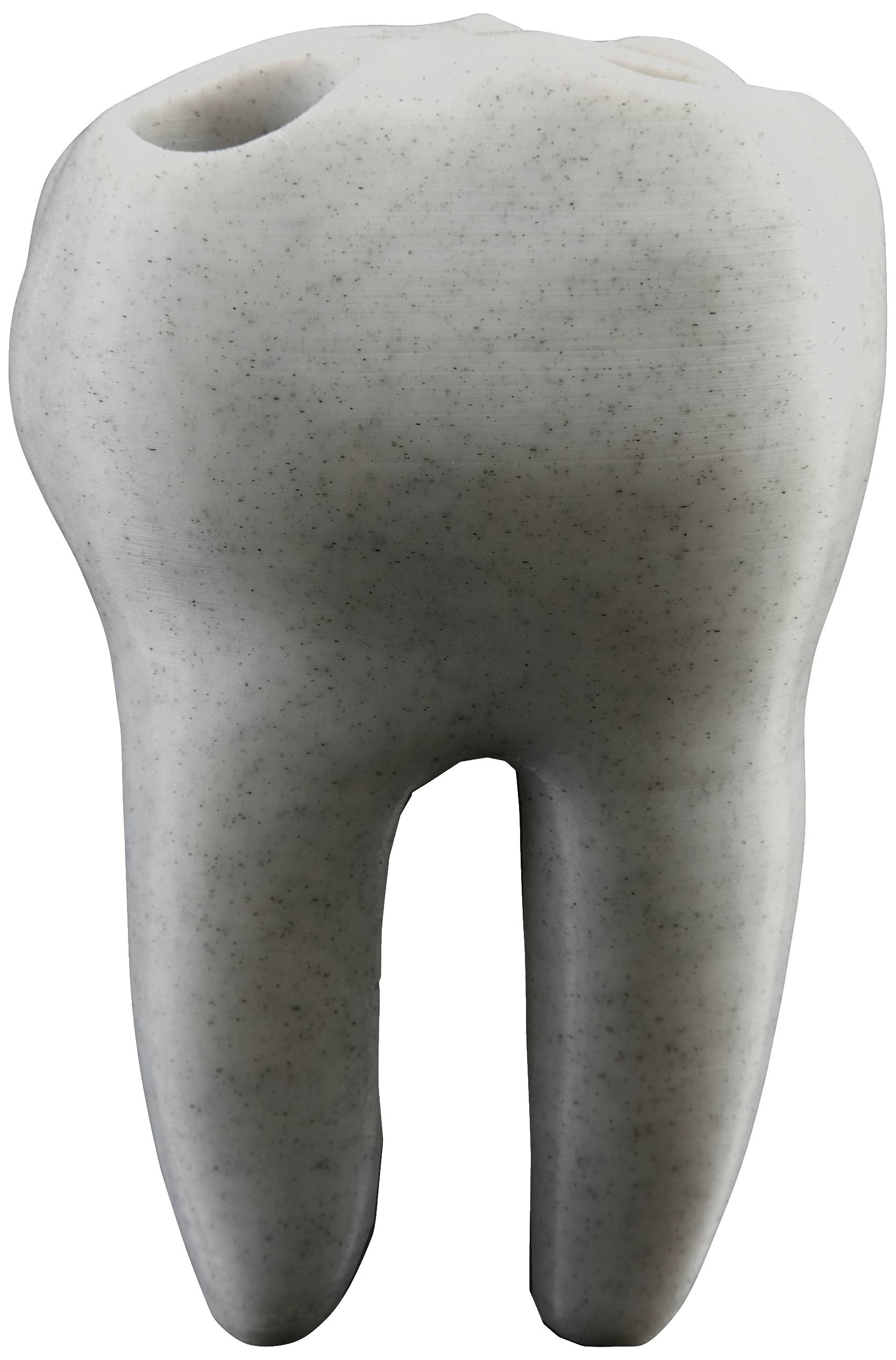 Un grand modèle de dent gris avec des cavités et des cuspides visibles, illustrant la forme et la structure d'une dent humaine.