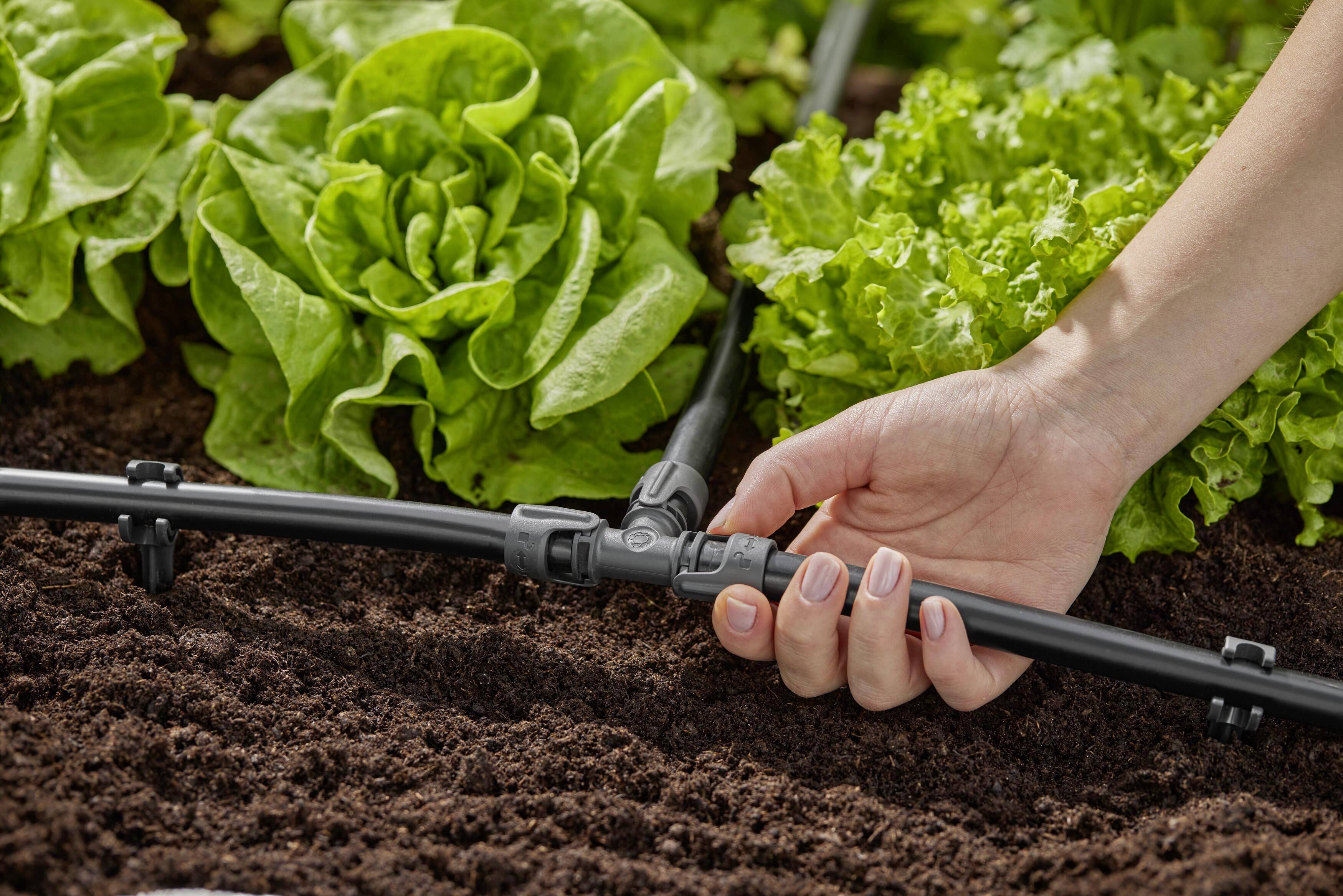 Une main ajuste un système d'irrigation dans un lit de salade pour arroser les plantes. De la laitue verte fraîche pousse dans le sol.