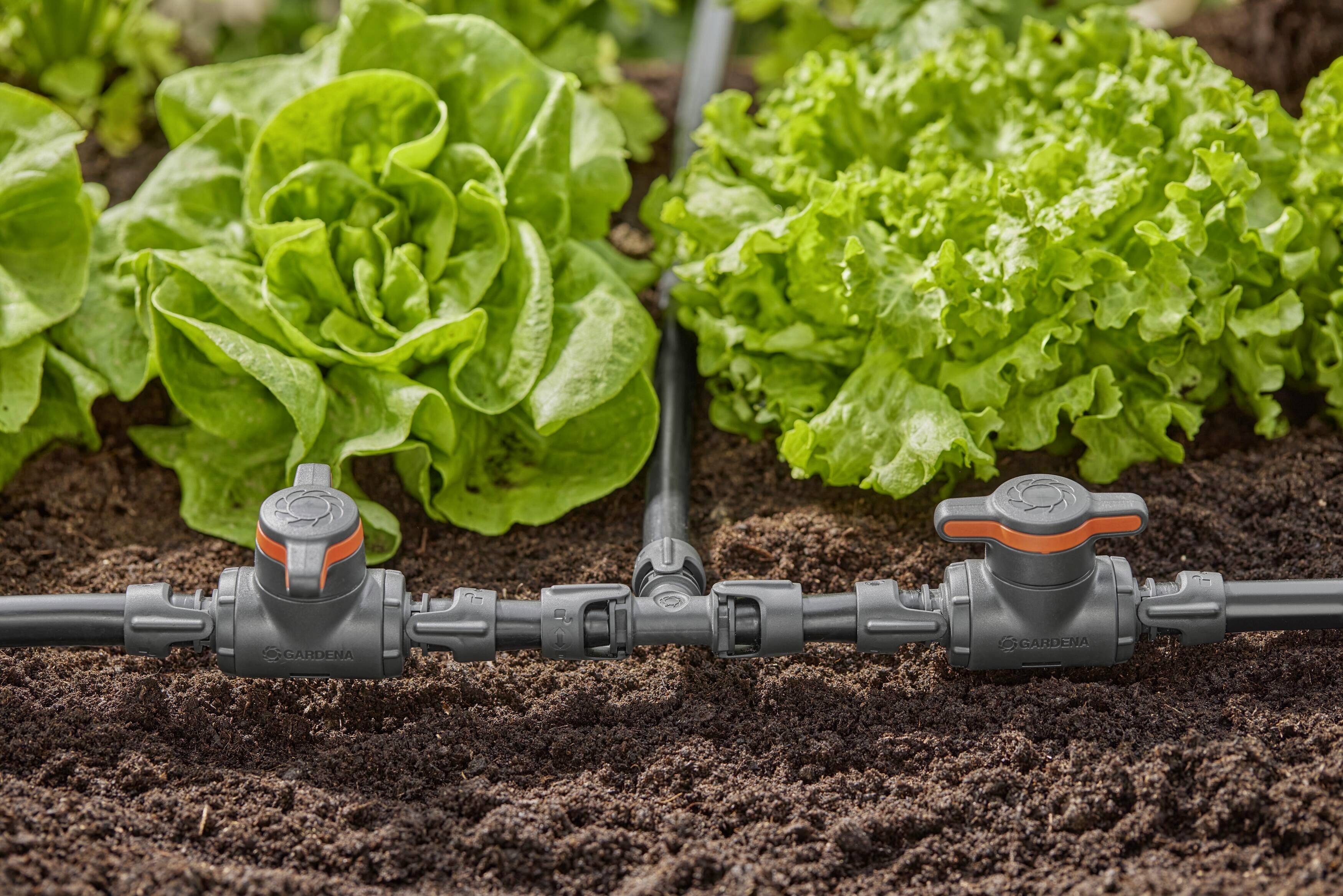 Système d'irrigation goutte à goutte dans un jardin avec des plants de salade. Des tuyaux en plastique munis de vannes alimentent les plantes en eau de manière ciblée.
