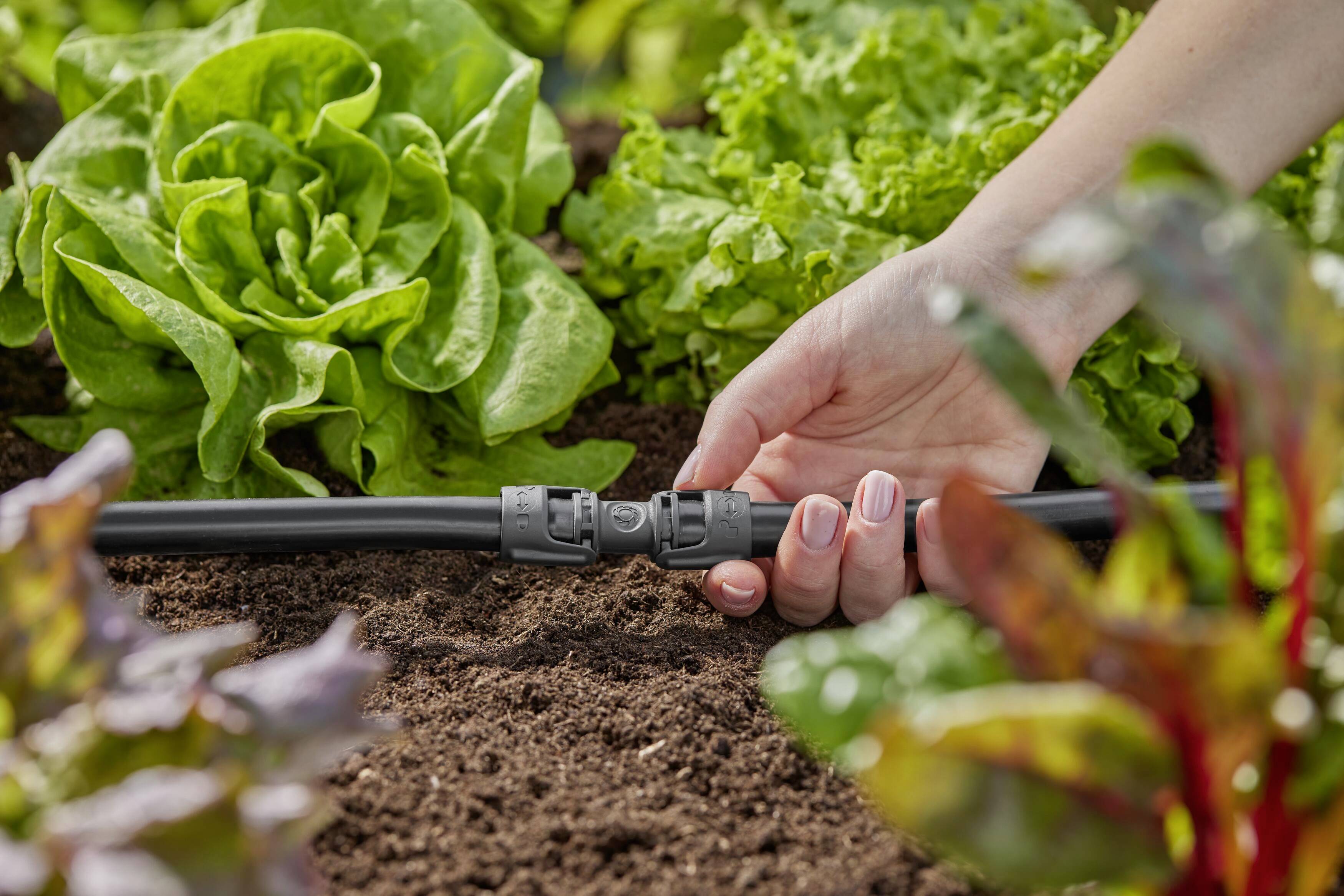 Une main ajuste une vanne d'irrigation dans un potager avec de la laitue verte et d'autres légumes à feuilles.