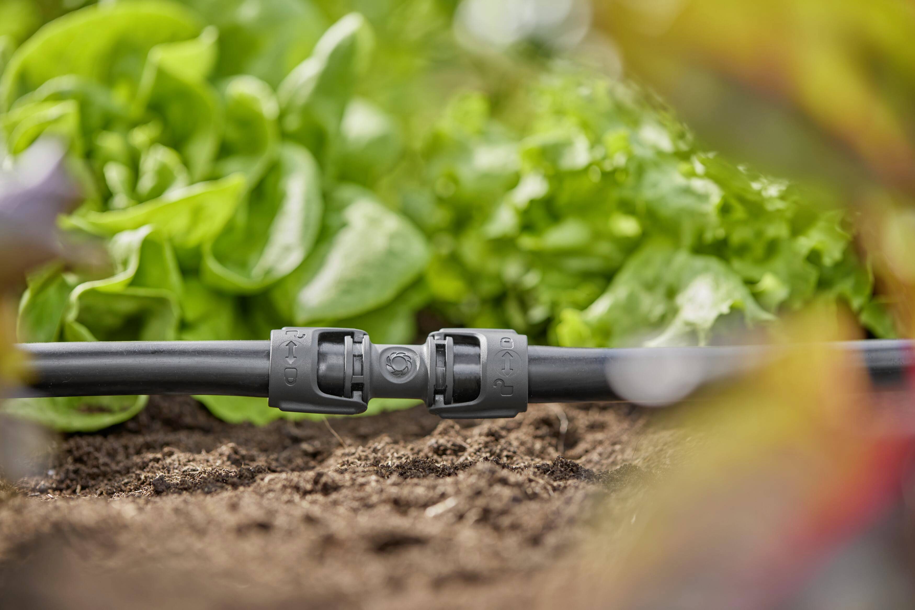 Un tuyau d'irrigation noir est raccordé à un connecteur dans le jardin, entouré de laitue verte et de terre brune.