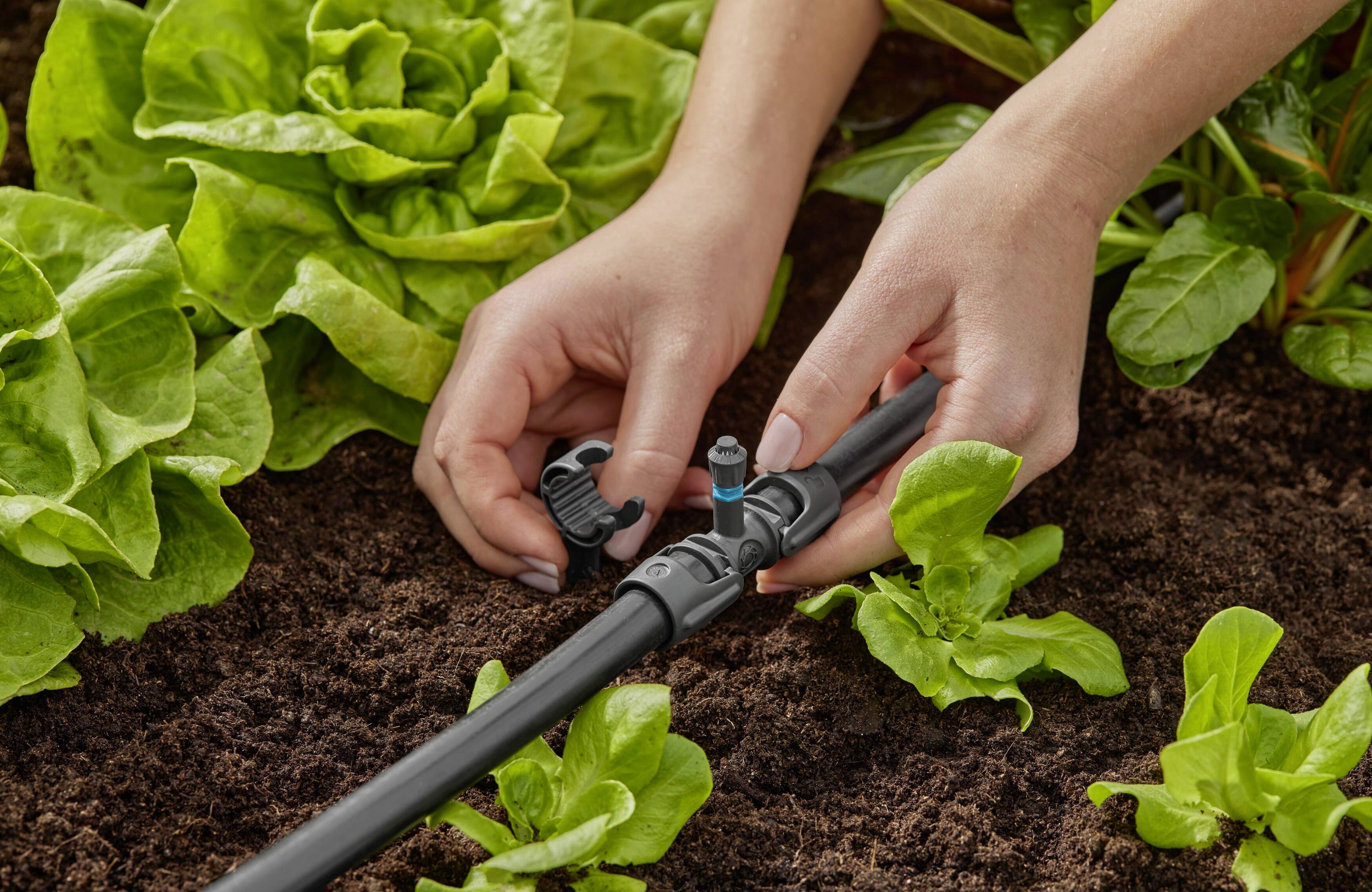 Deux mains ajustent un système d'irrigation entre des laitues vertes dans un carré de jardin. La terre et les plantes sont bien visibles.