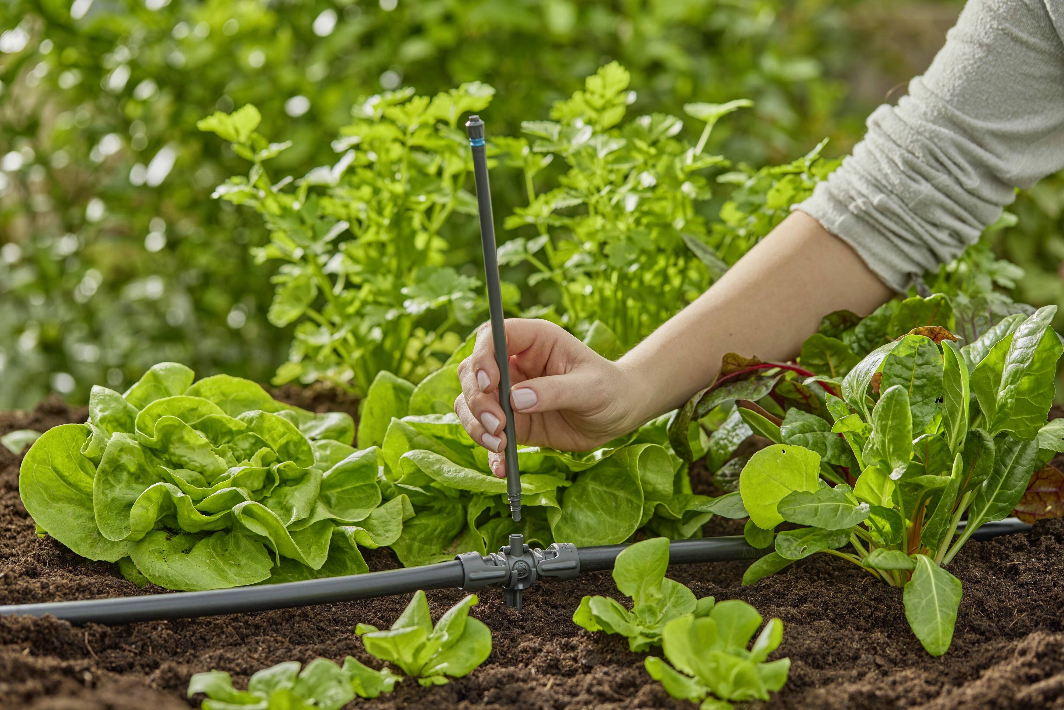 Une personne règle un système d'irrigation dans un jardin avec des plants de laitue et d'épinards verts.