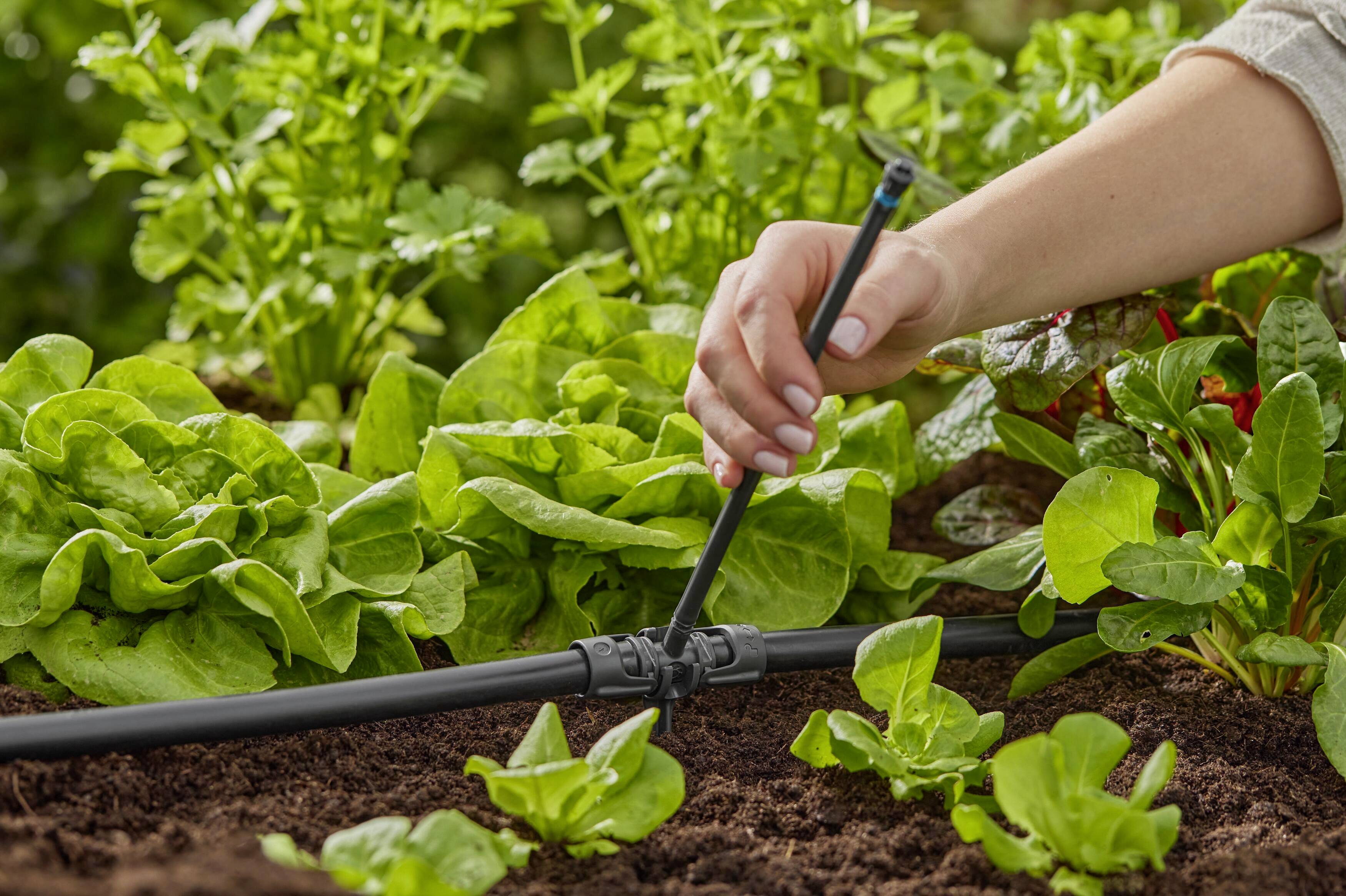 Une main ajuste un tuyau d'irrigation entre des plants de salade verts. D'autres plantes sont visibles en arrière-plan.