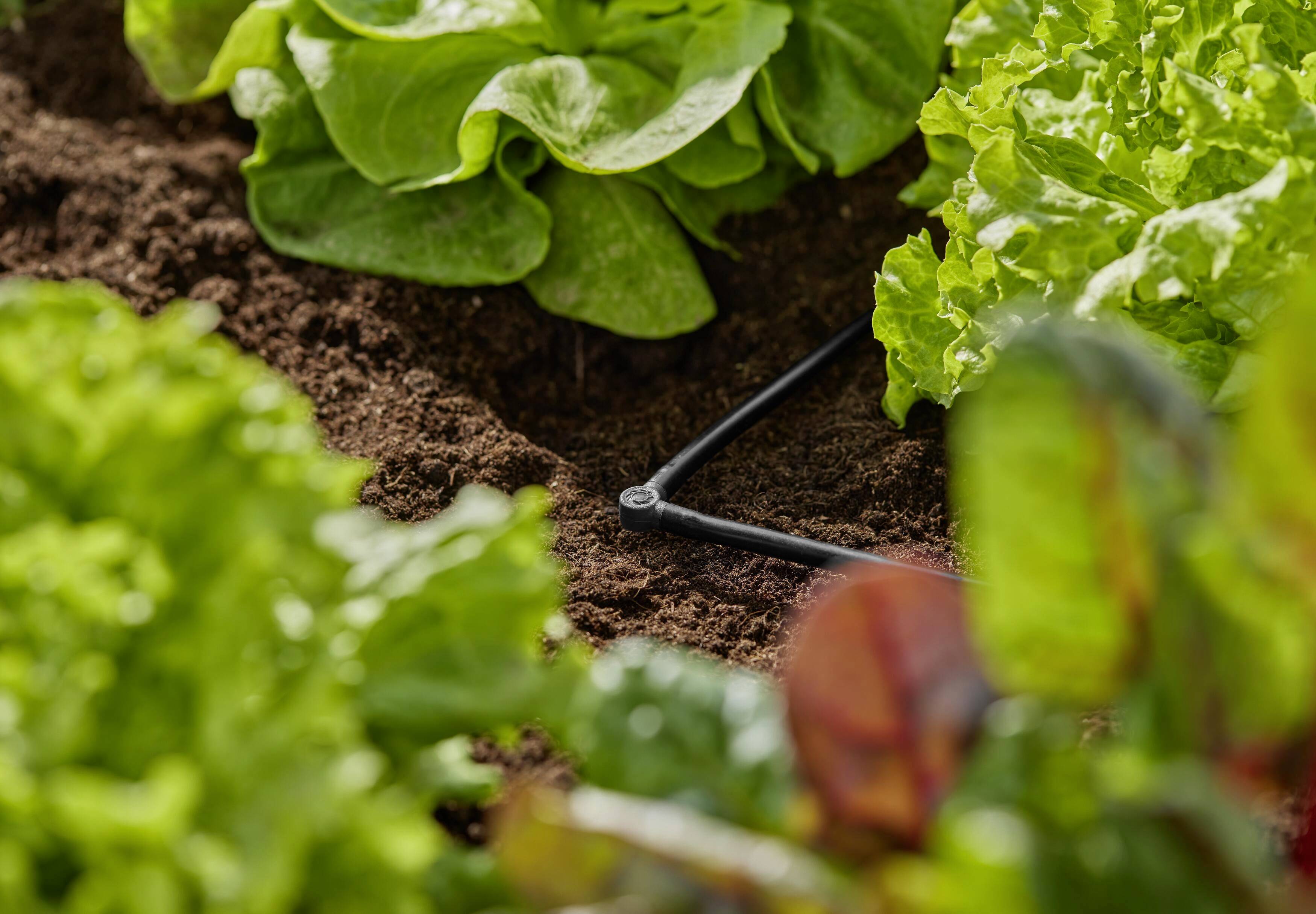 Salade verte poussant dans un carré de jardin avec de la terre brune. Un tuyau d'arrosage s'étend le long des plants.