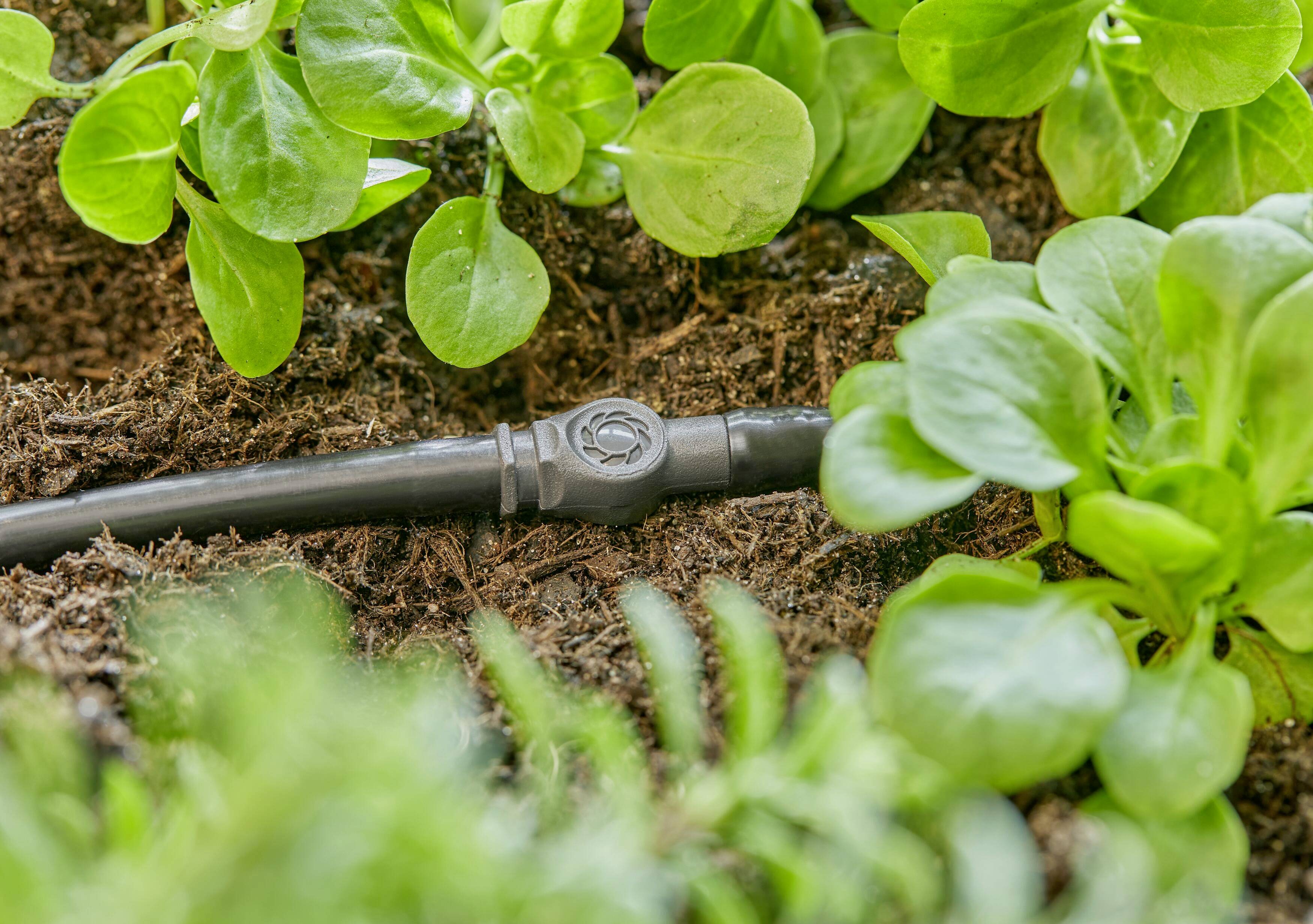 Un tuyau d'irrigation traverse la terre entre des plantes vertes, illustrant ainsi le système d'irrigation goutte à goutte.