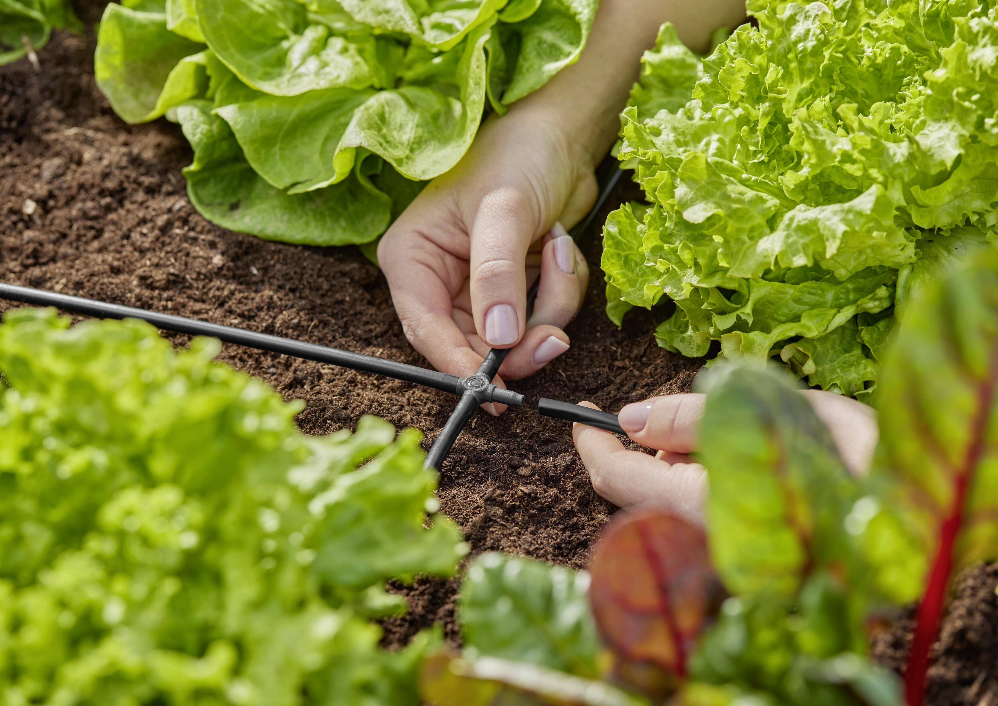 Des mains ajustent un système d'irrigation dans un potager avec de la laitue verte.