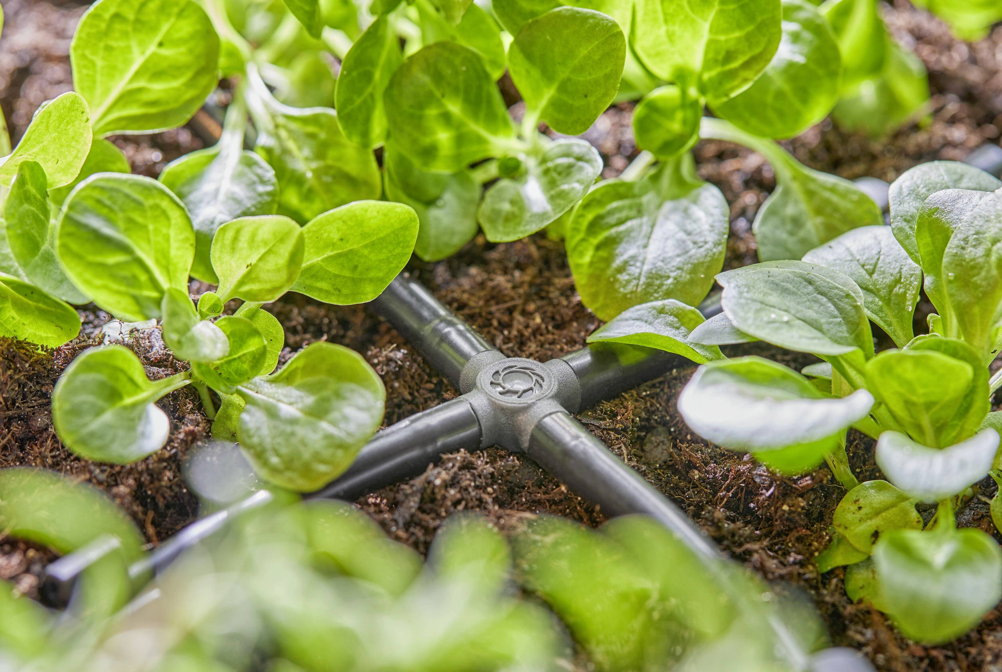 De jeunes plants dans la terre avec un système d'irrigation goutte à goutte. Les feuilles vertes fraîches et le sol sont humides grâce au système d'arrosage.