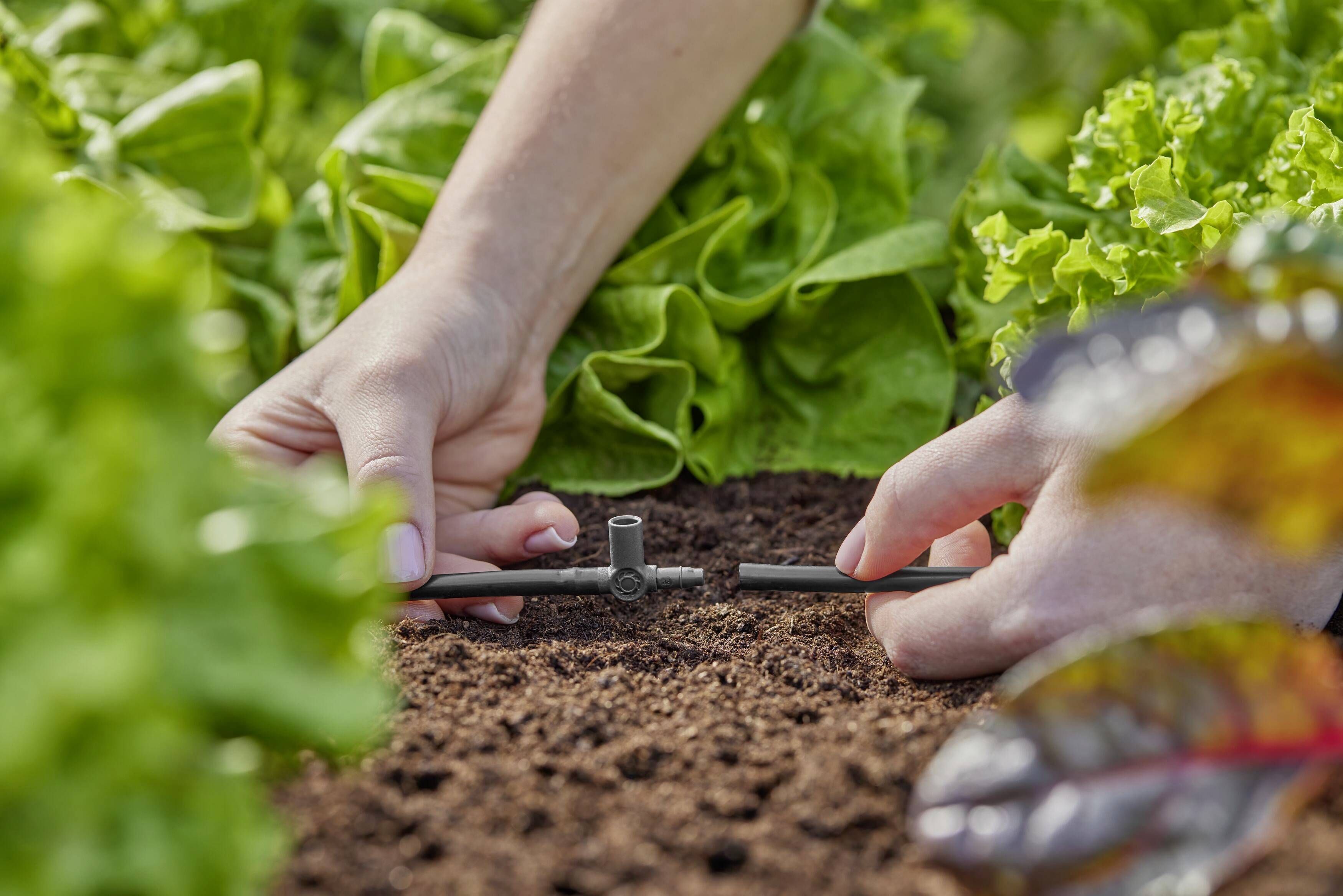 Des mains installent un système d'irrigation dans un potager avec de la laitue verte en arrière-plan.