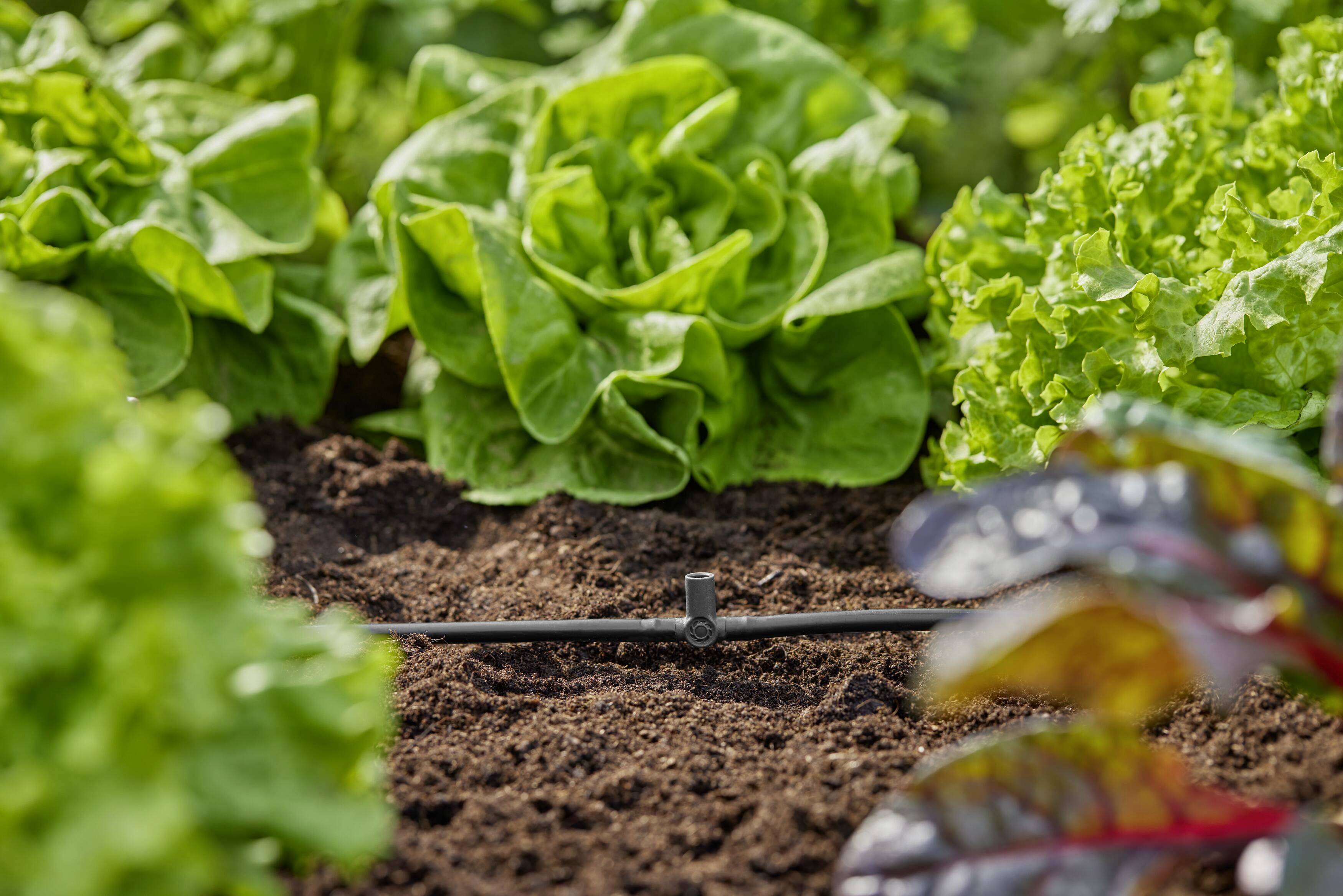 Jardin potager avec de la laitue verte. Au milieu, un tuyau d'irrigation traverse la terre. Au premier plan, des feuilles colorées sont visibles.