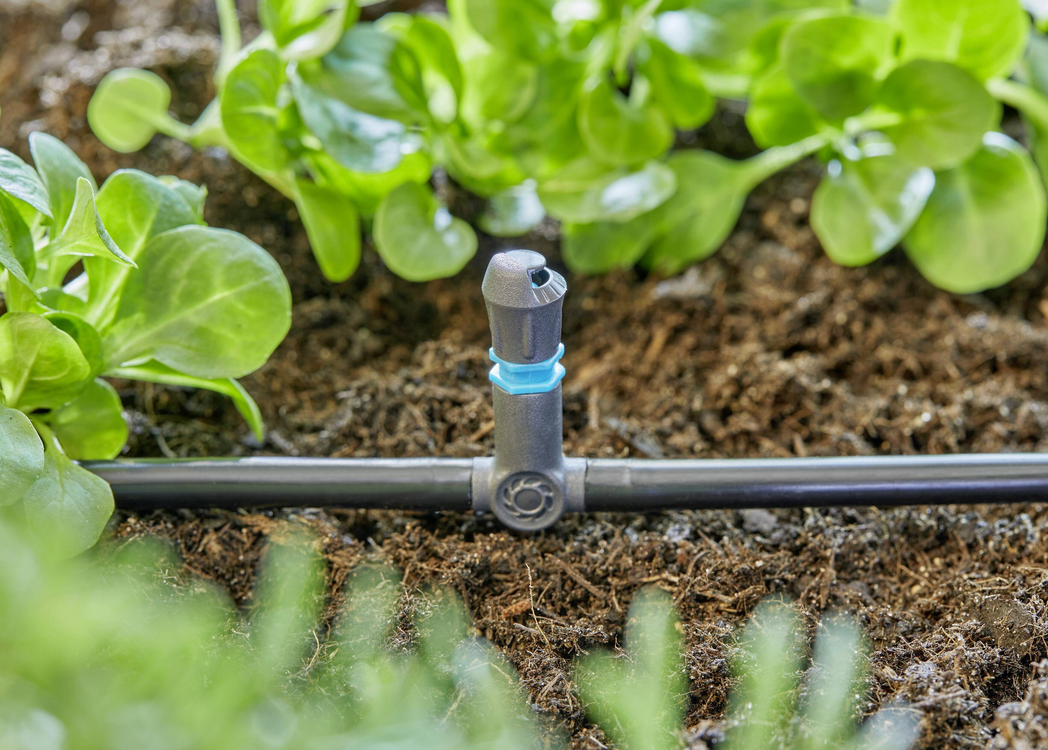 Système d'irrigation goutte à goutte dans un carré de jardin, entouré de plantes vertes. Système de distribution d'eau efficace.