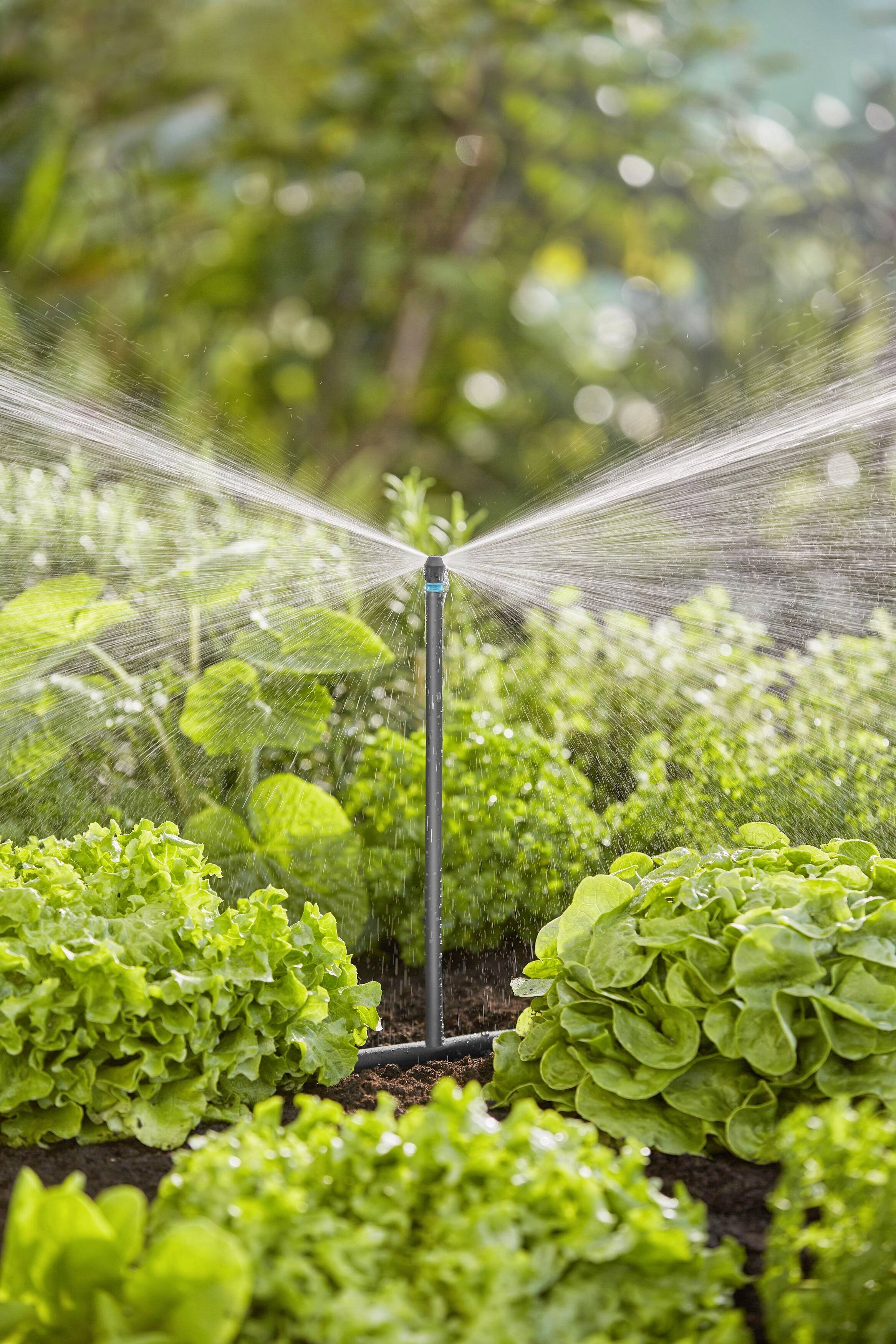 Un système d'arrosage automatique irrigue des plants de salade verts dans un jardin, entouré d'autres plantes légumières saines en arrière-plan.