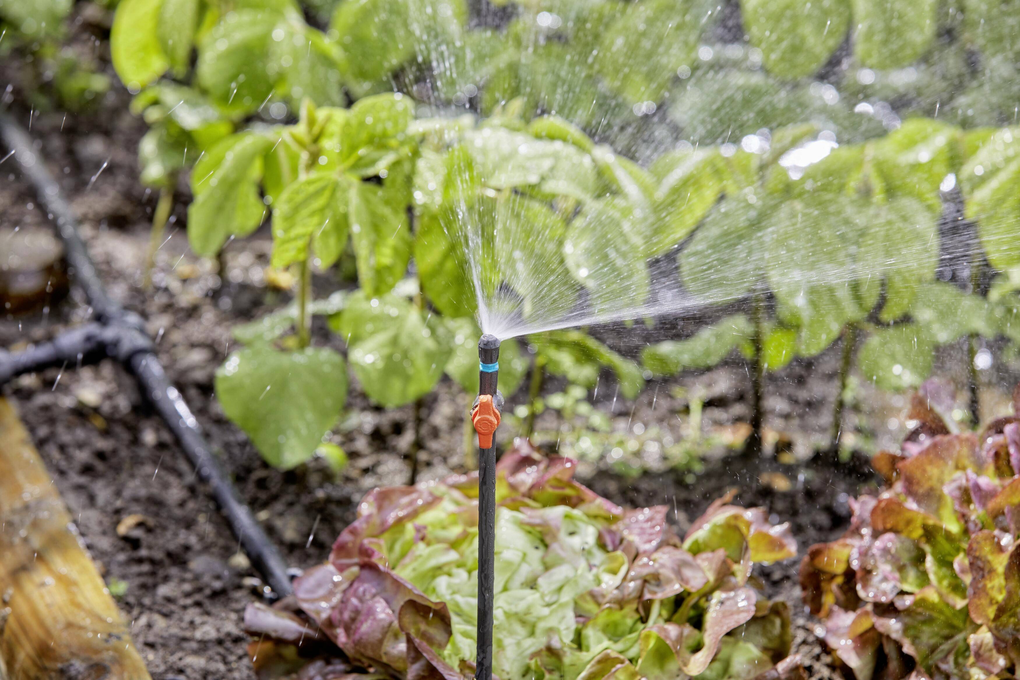 Gros plan sur un jardin de salades équipé d'un système d'irrigation distribuant l'eau sur les plants.