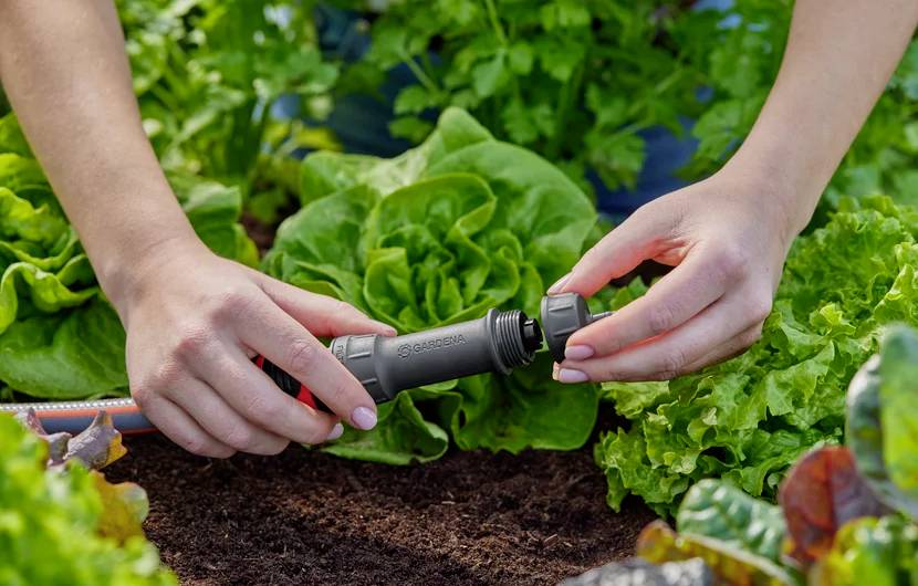 Une personne raccorde un raccord de tuyau d'arrosage entouré de plants de laitue luxuriants et verts, soulignant l'installation de jardinage ou d'irrigation.