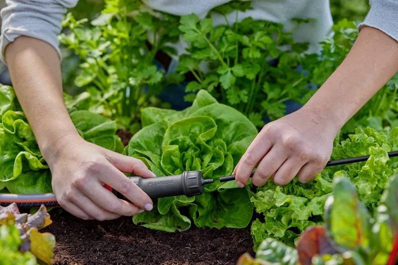 « Une personne ajustant un système d'irrigation goutte à goutte au milieu de plants de légumes verts luxuriants dans un jardin. »