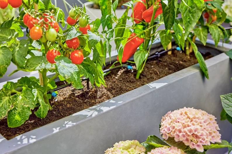 Des plants de tomates et de poivrons poussant dans un bac, avec des hortensias en fleurs à proximité, illustrant une scène de jardin florissante.