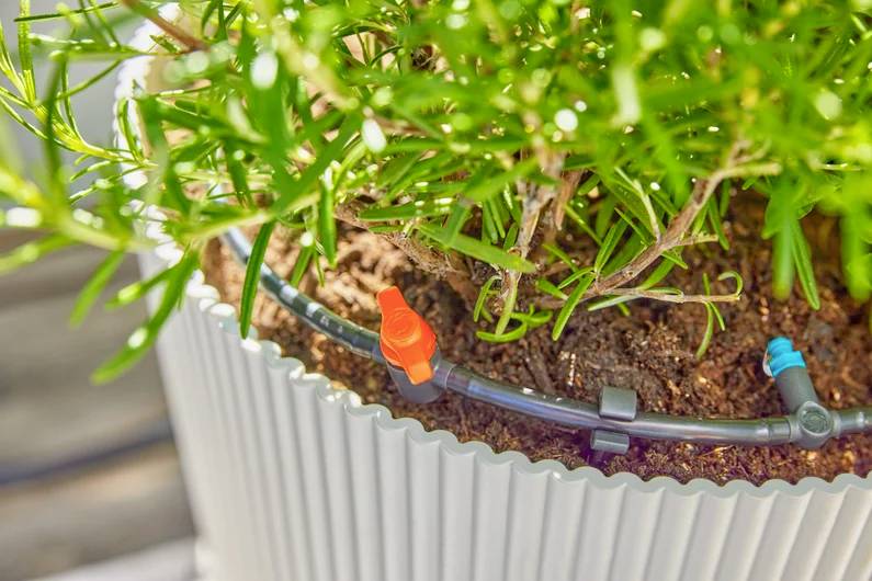 Une plante en pot est présentée avec un système d'irrigation goutte à goutte. La plante a des feuilles vertes et fines, et se trouve dans un pot côtelé de couleur claire.
